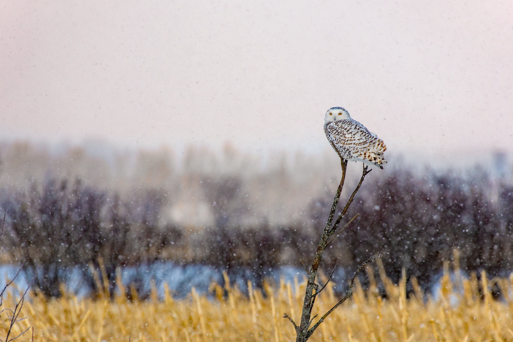 Download mobile wallpaper Birds, Owl, Bird, Animal, Depth Of Field for free.