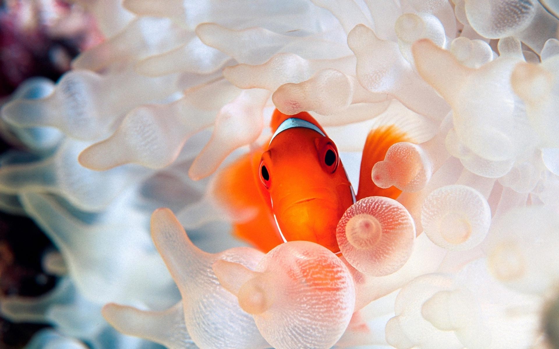 Free download wallpaper Fishes, Animal, Fish, Clownfish on your PC desktop