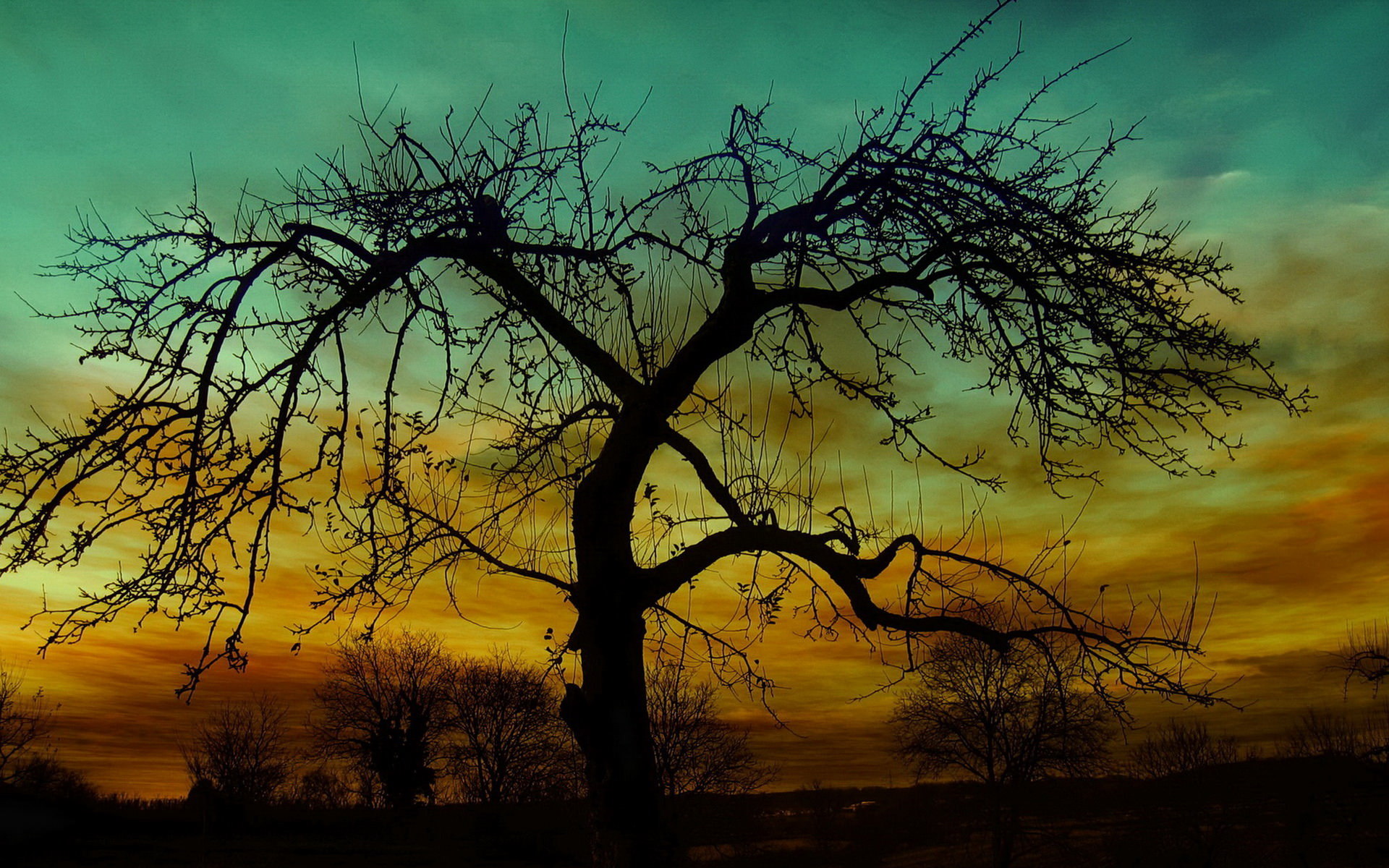 Laden Sie das Silhouette, Baum, Sonnenuntergang, Erde/natur-Bild kostenlos auf Ihren PC-Desktop herunter