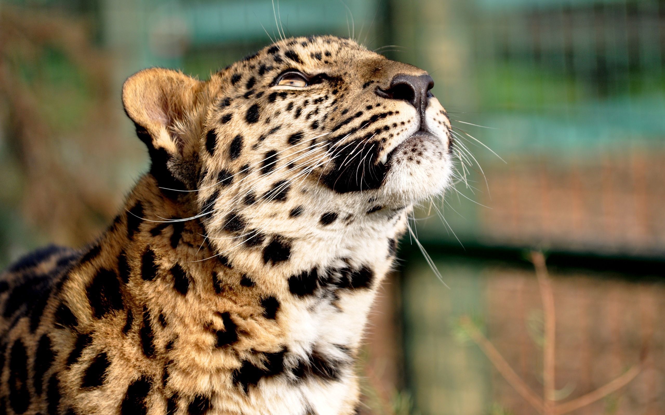 Handy-Wallpaper Tiere, Leopard, Raubtier, Predator, Big Cat, Große Katze, Farbe kostenlos herunterladen.
