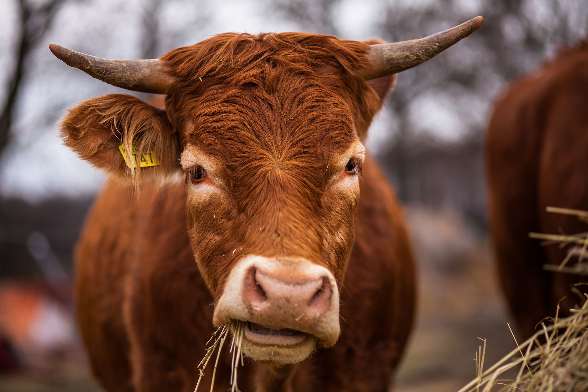 Laden Sie das Tiere, Kuh, Starren-Bild kostenlos auf Ihren PC-Desktop herunter