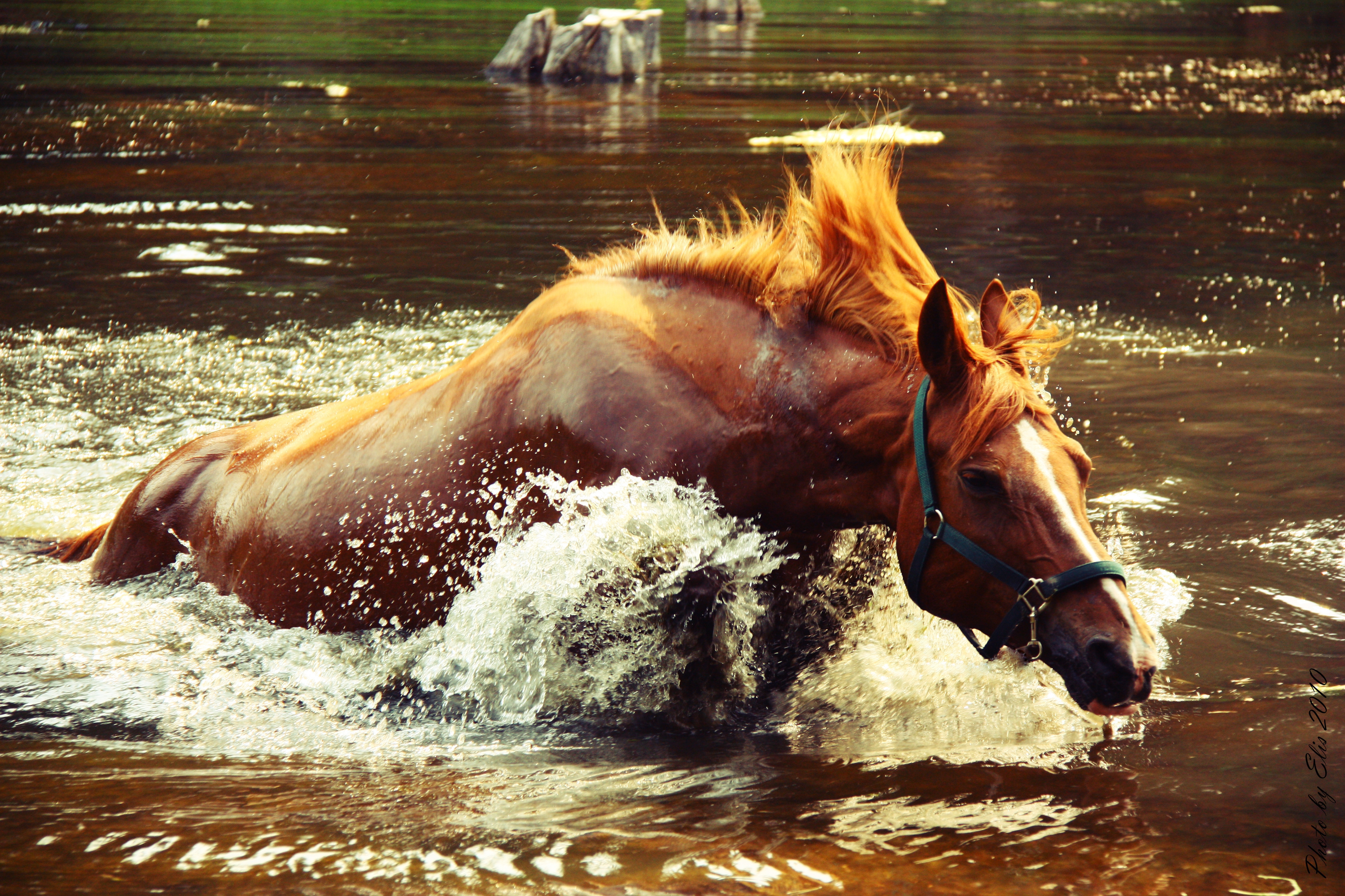 PCデスクトップに動物, 水, 噴射, スプレー, 波, うま, 馬画像を無料でダウンロード