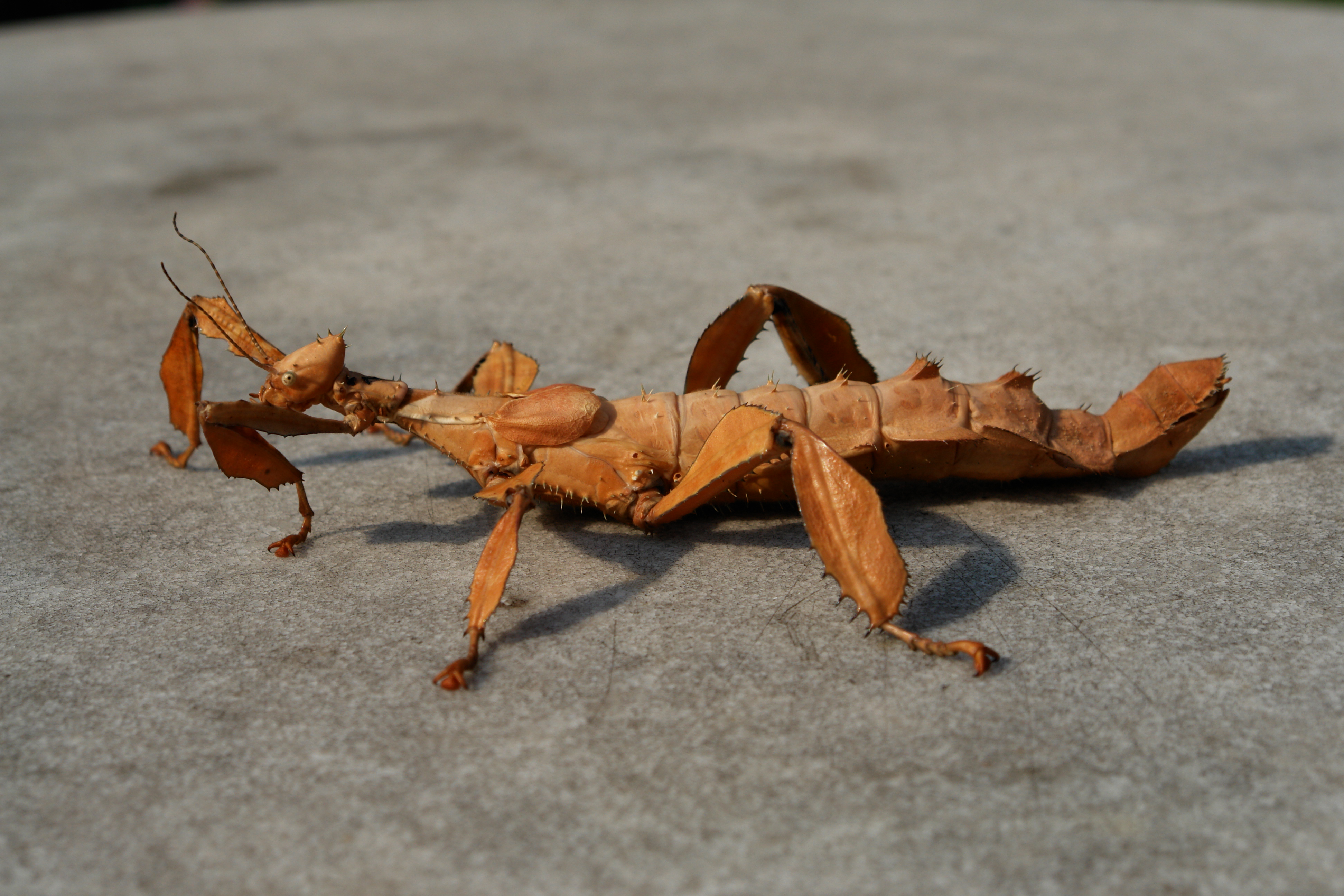 Descargar fondos de escritorio de Insecto Palo Espinoso Gigante HD