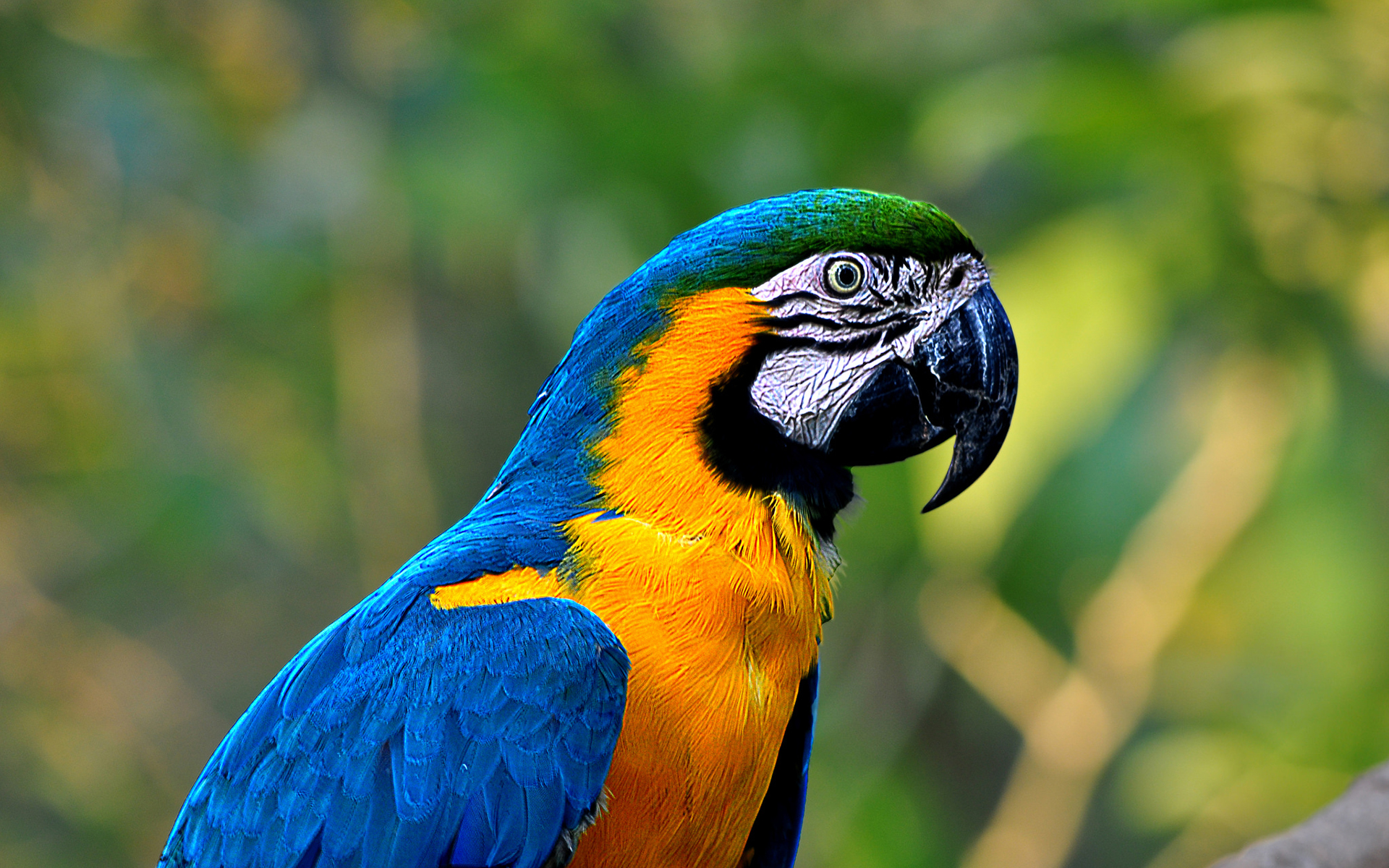 Download mobile wallpaper Macaw, Blue And Yellow Macaw, Bird, Birds, Animal for free.