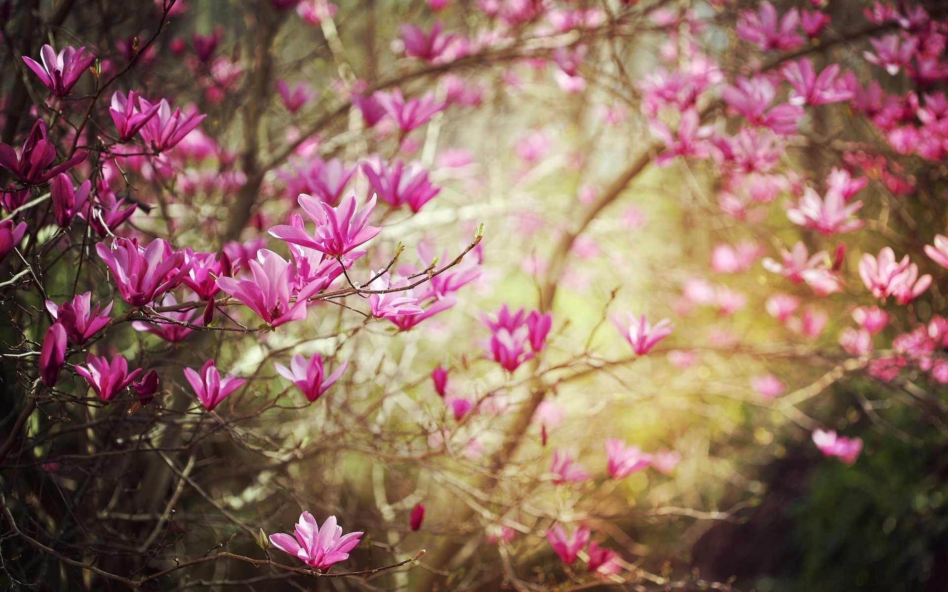 Handy-Wallpaper Blüte, Erde/natur kostenlos herunterladen.