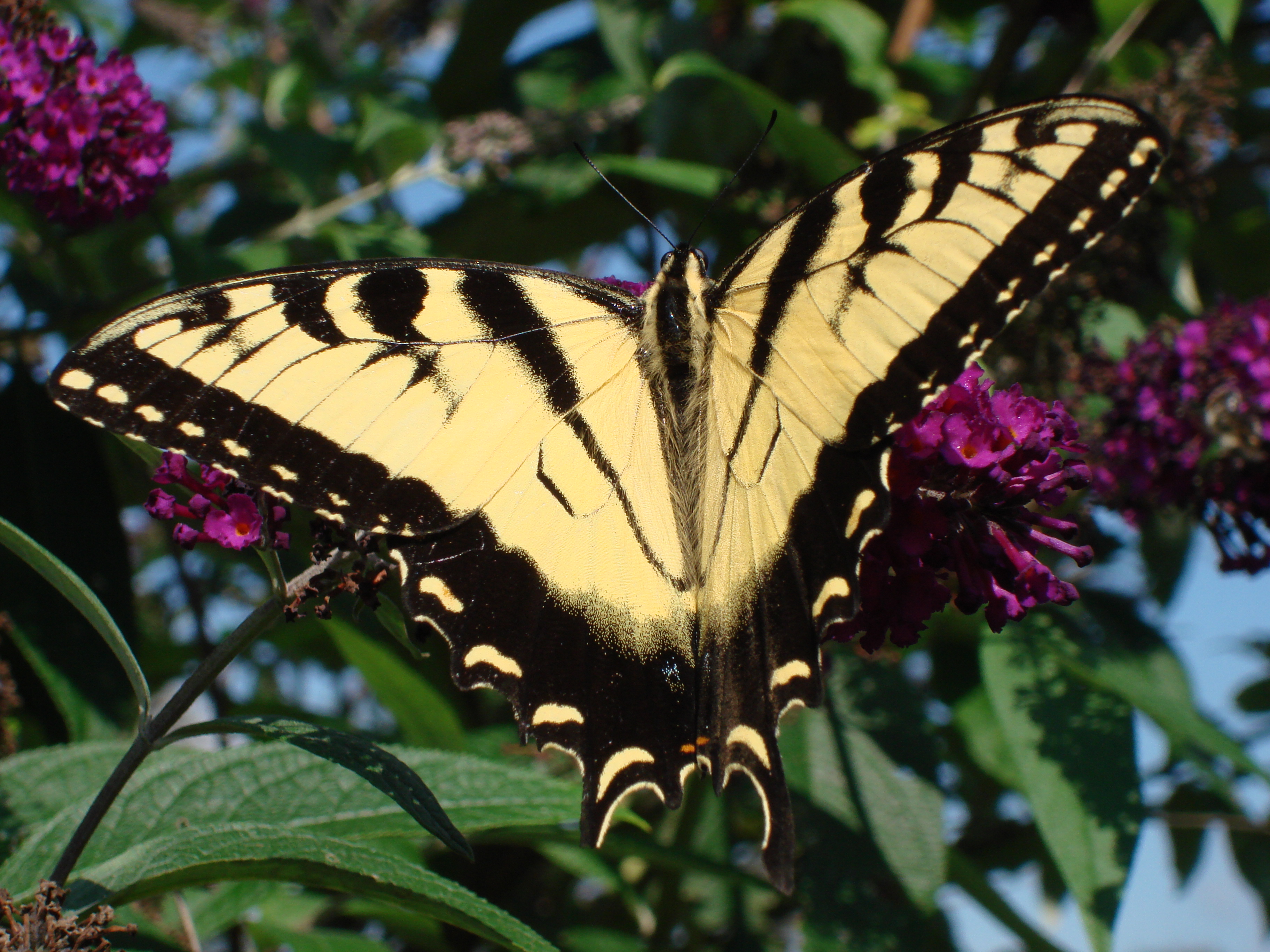 Free download wallpaper Butterfly, Animal on your PC desktop