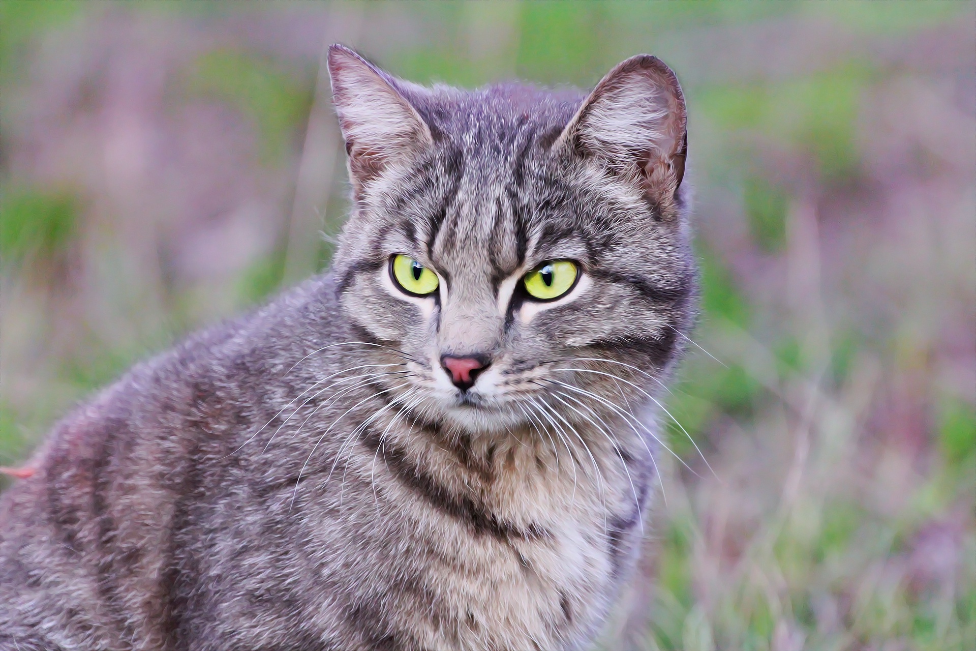 Laden Sie das Tiere, Katzen, Katze-Bild kostenlos auf Ihren PC-Desktop herunter