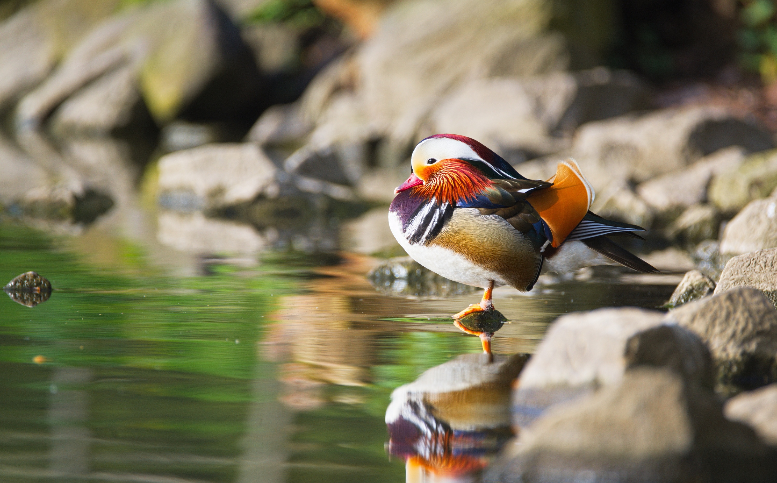 Laden Sie das Tiere, Vögel, Vogel, Ente, Mandarinente-Bild kostenlos auf Ihren PC-Desktop herunter