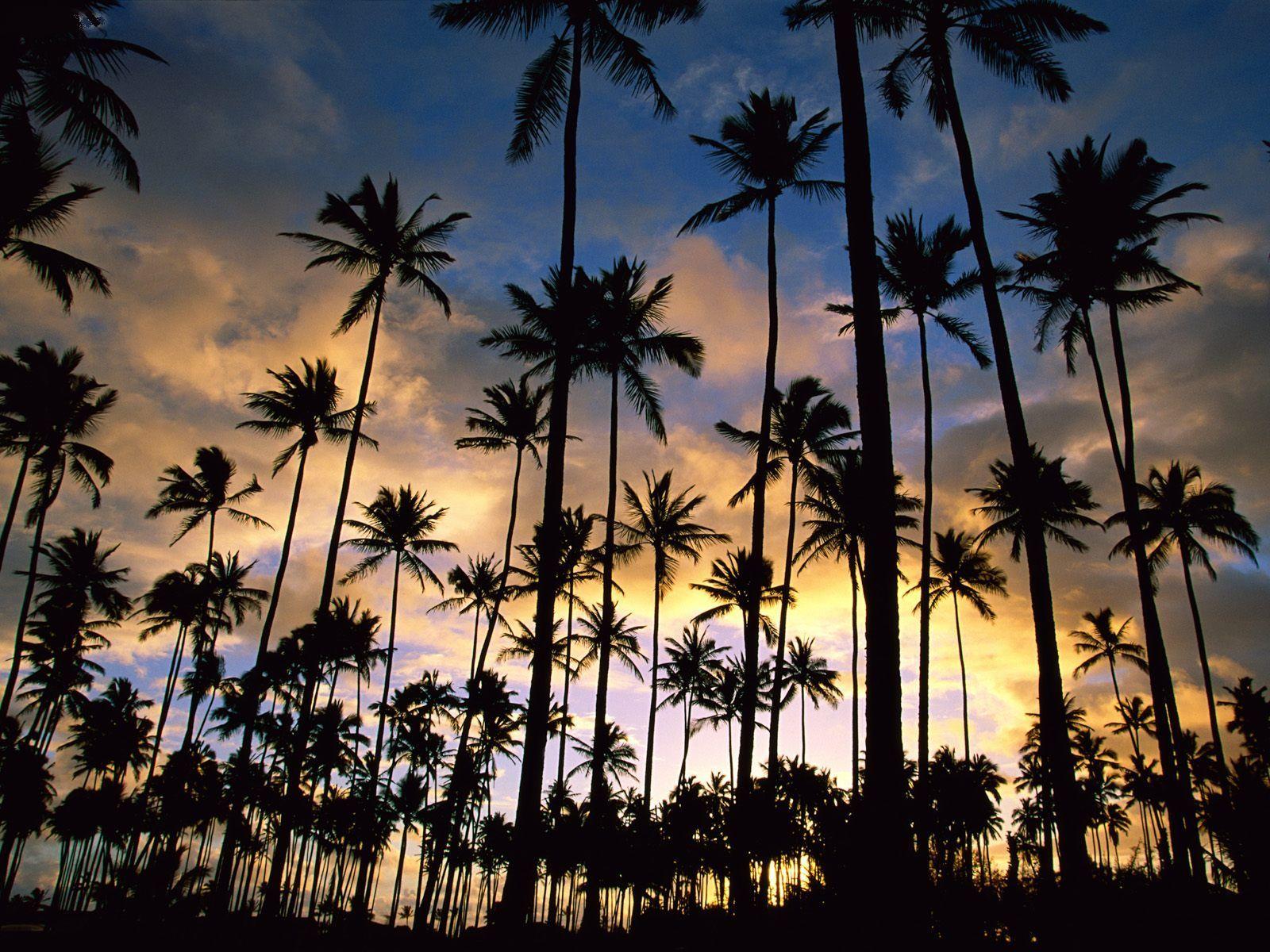 Download mobile wallpaper Palm Tree, Earth for free.