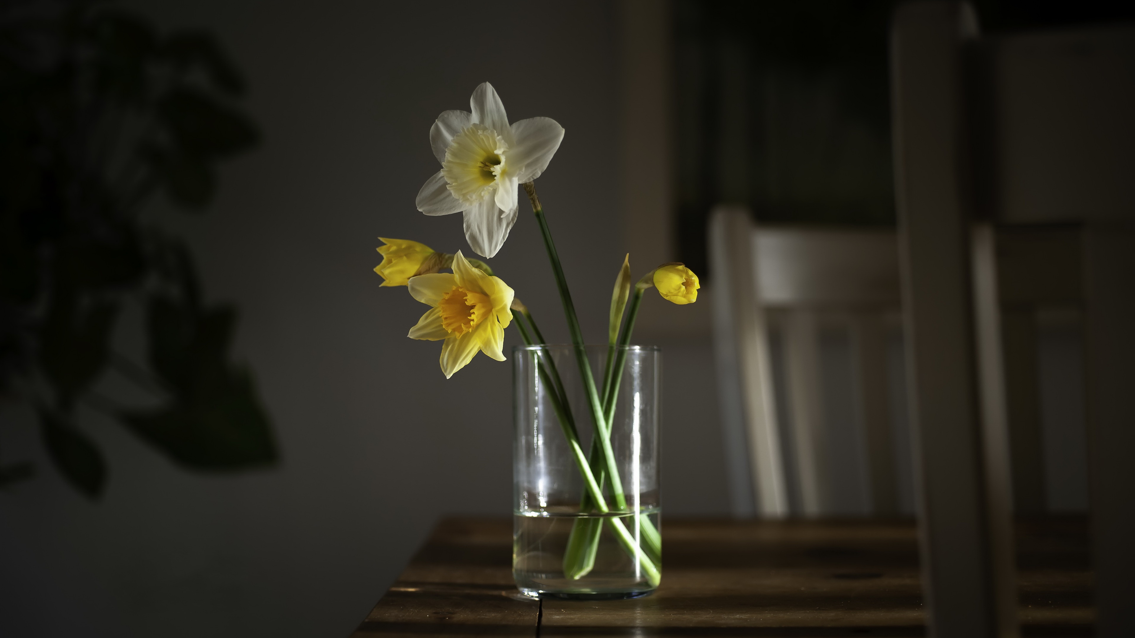 man made, flower, narcissus
