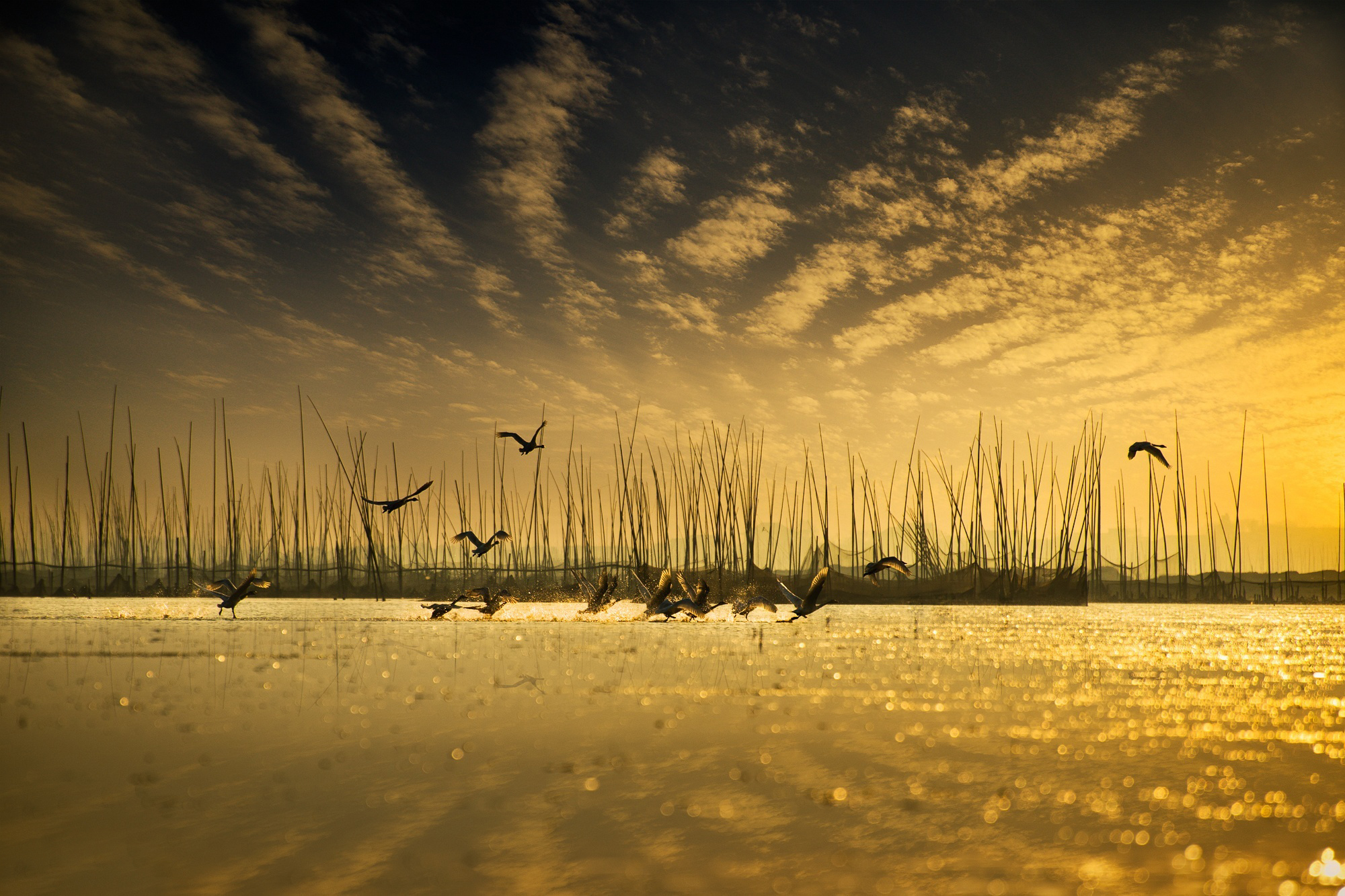 Free download wallpaper Birds, Water, Sunset, Sky, Bird, Animal, Duck, Golden on your PC desktop