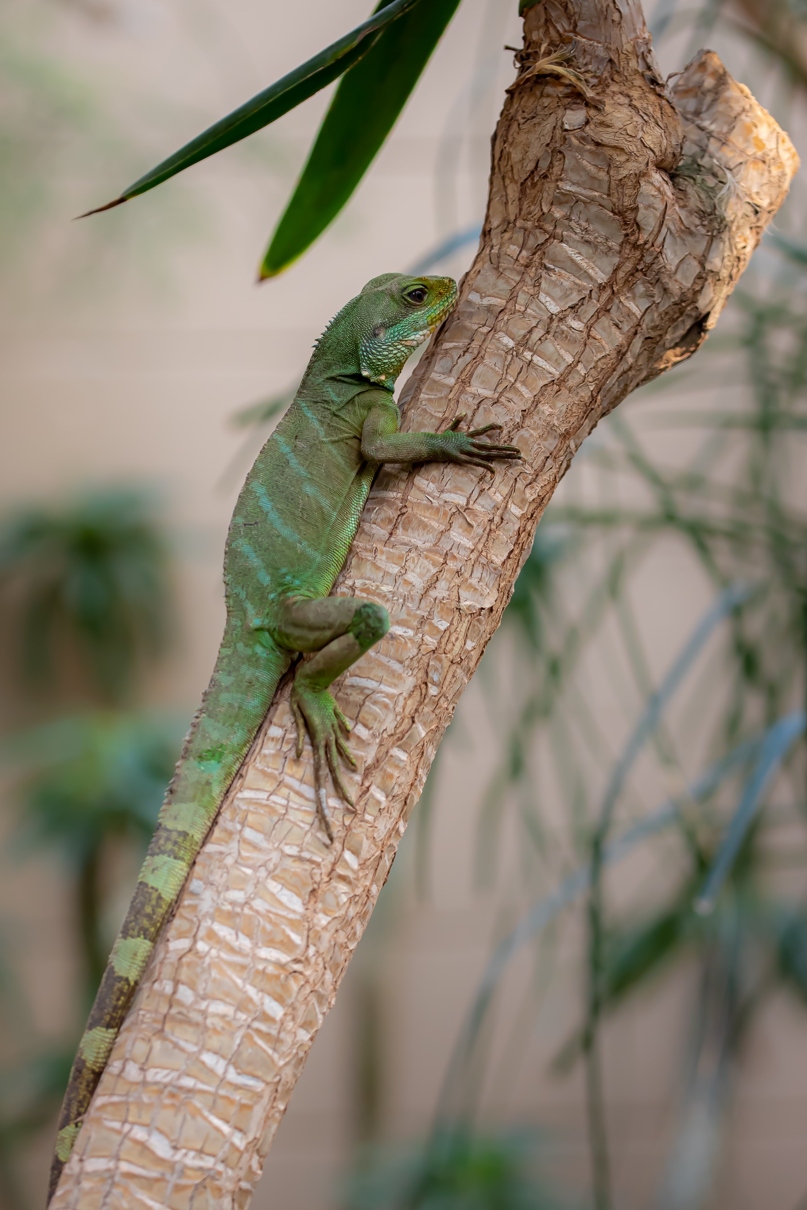 Free download wallpaper Branch, Lizard, Reptile, Animals on your PC desktop