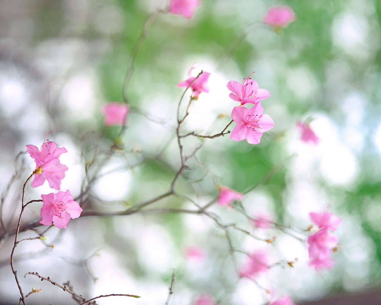 Laden Sie das Blume, Erde/natur-Bild kostenlos auf Ihren PC-Desktop herunter