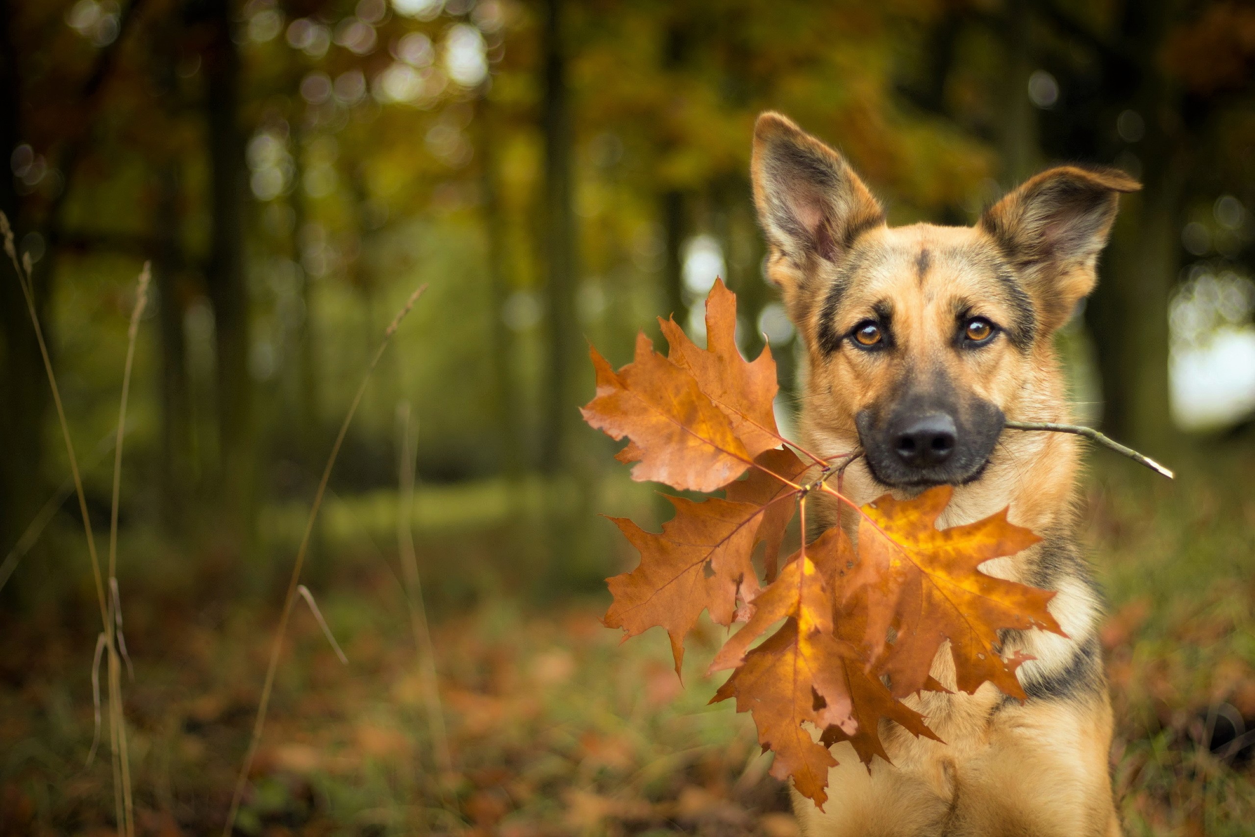 Handy-Wallpaper Tiere, Hunde, Herbst, Hund, Blatt, Schäferhund kostenlos herunterladen.