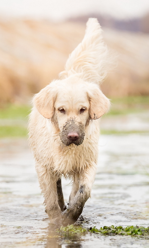 Download mobile wallpaper Dogs, Water, Dog, Muzzle, Animal, Depth Of Field for free.