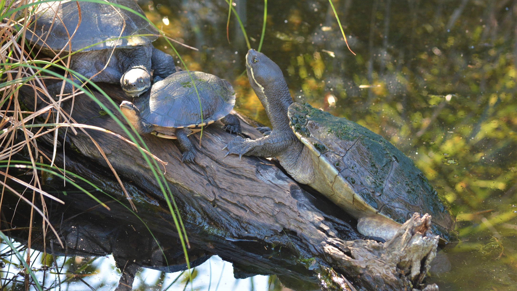Download mobile wallpaper Turtles, Animal, Reptile, Turtle for free.