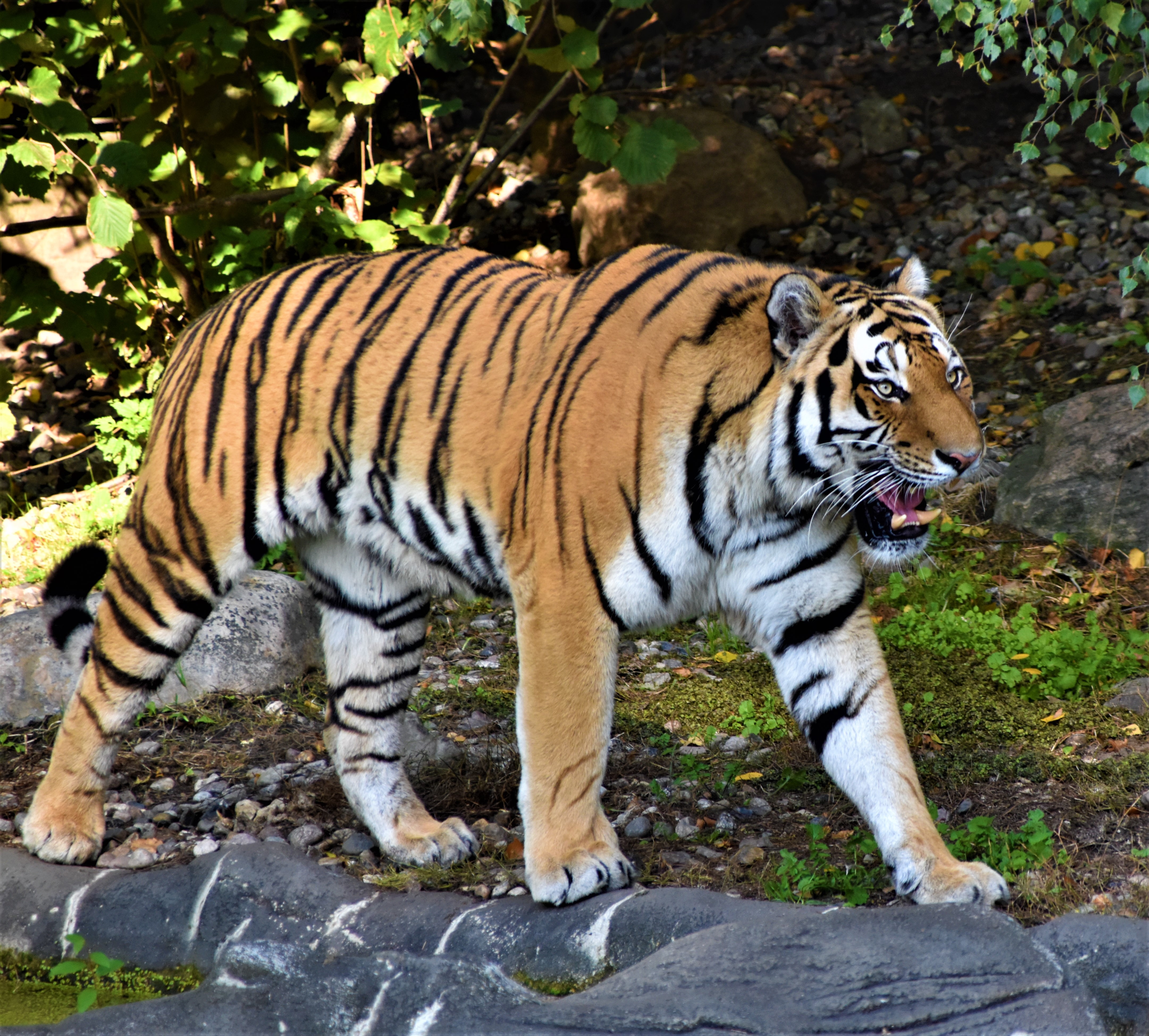 Free download wallpaper Predator, Tiger, To Fall, Mouth, Animal, Animals on your PC desktop