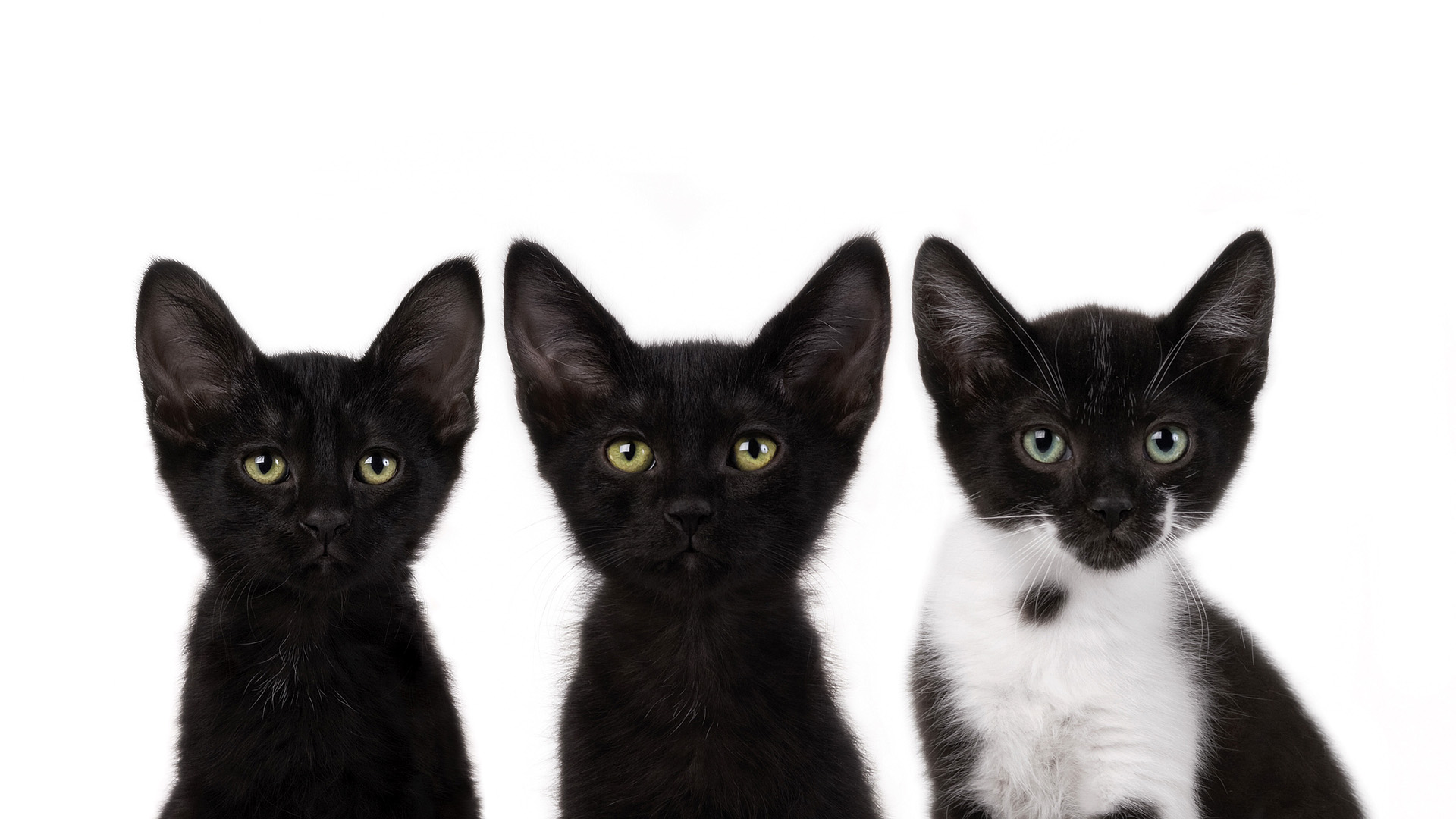 Free download wallpaper Cat, Kitten, Animal, Cute, Baby Animal on your PC desktop
