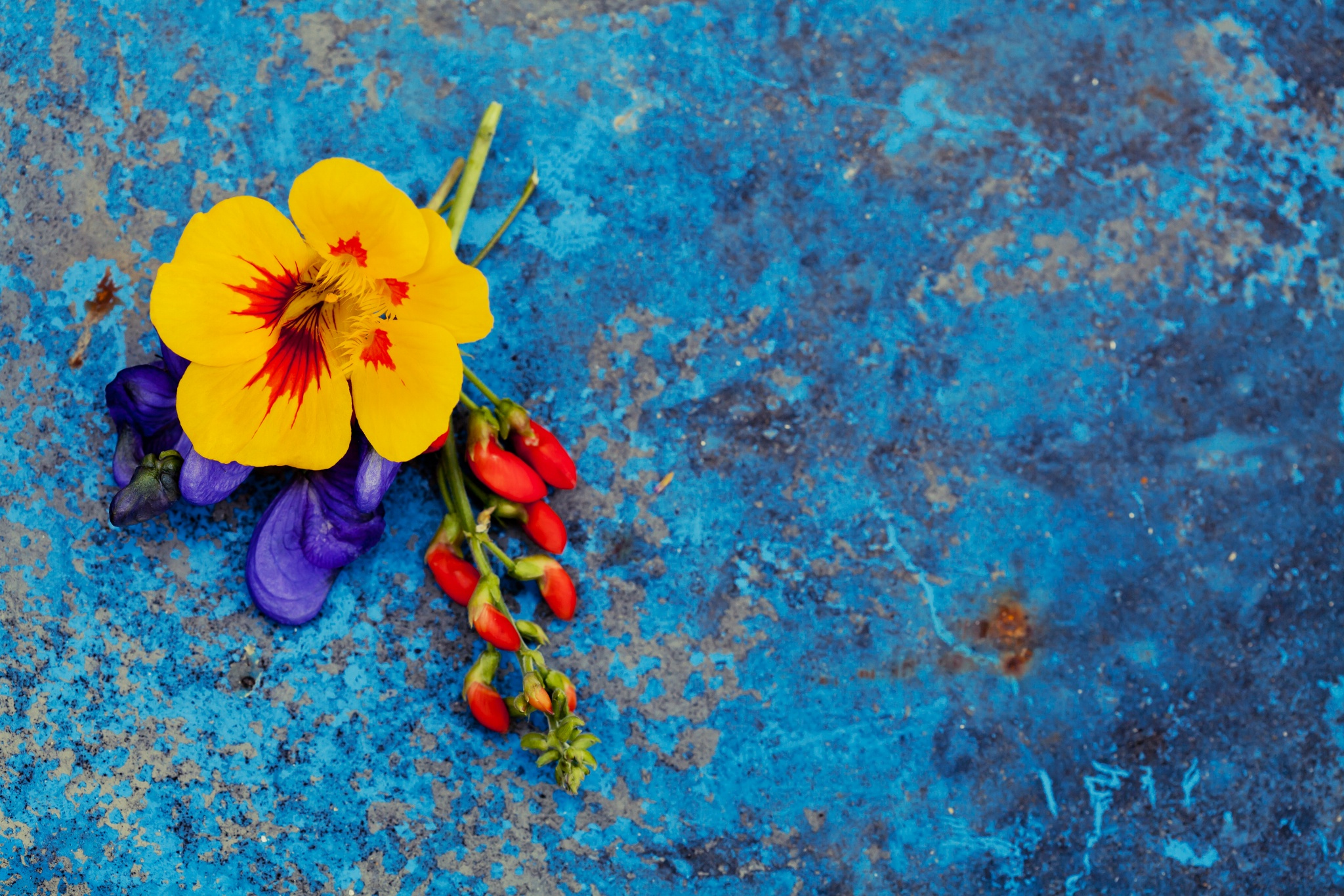 Handy-Wallpaper Blumen, Blume, Farben, Bunt, Gelbe Blume, Erde/natur kostenlos herunterladen.