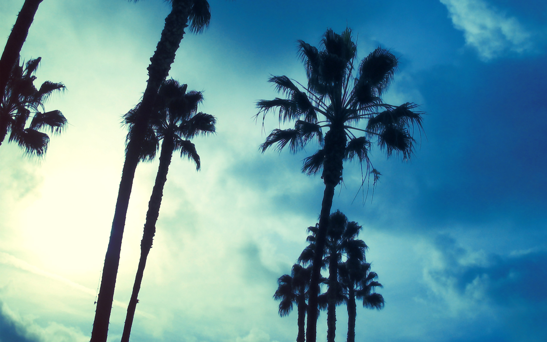 Download mobile wallpaper Trees, Palm Tree, Tree, Earth, Cloud, Sky for free.