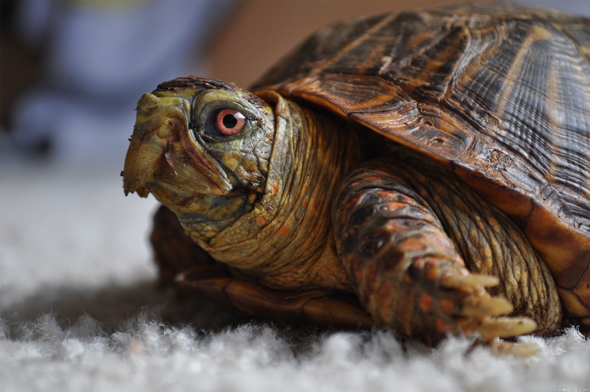 shell, animals, head, carapace, turtle Full HD