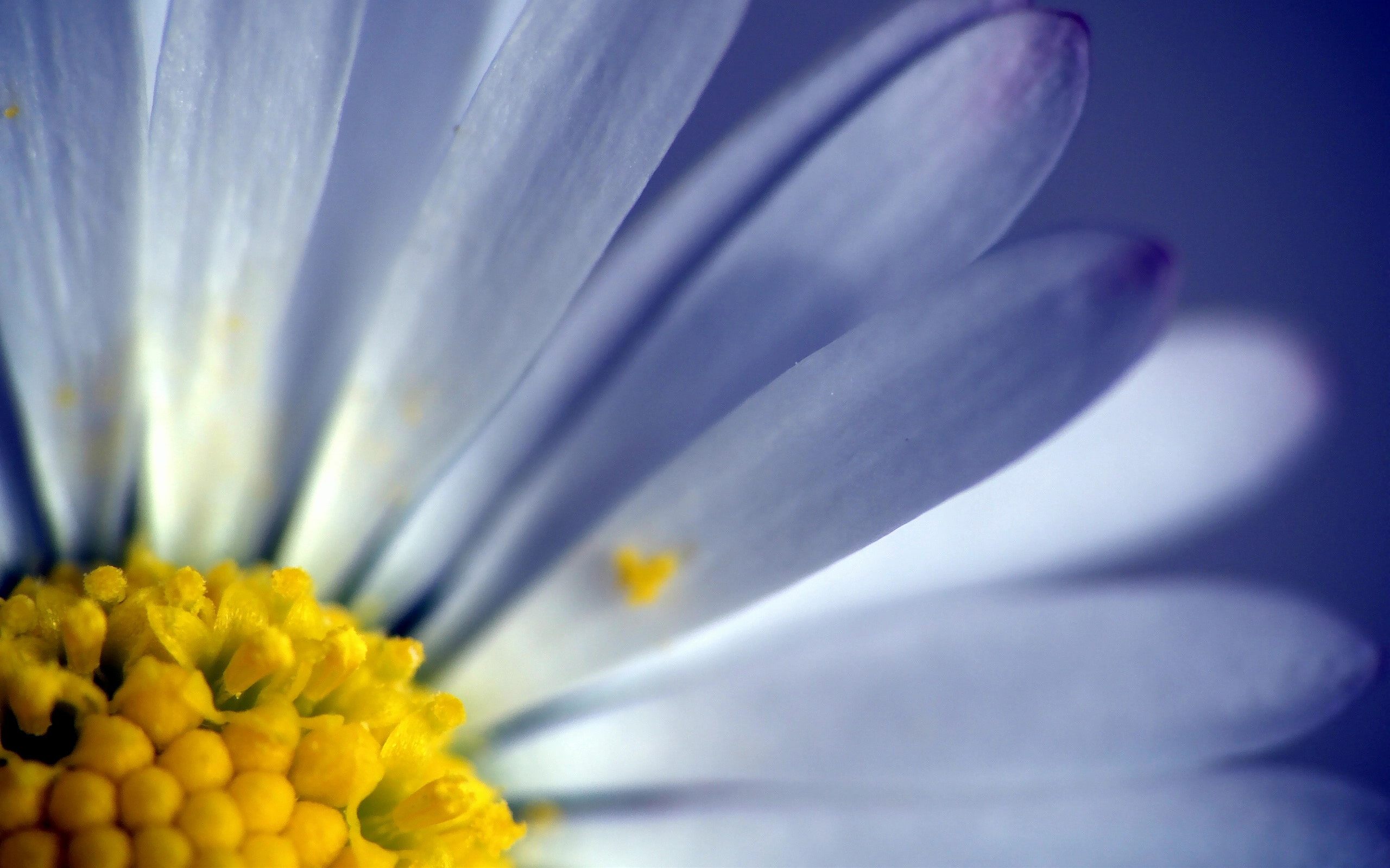 Téléchargez gratuitement l'image Fleur, Terre/nature sur le bureau de votre PC