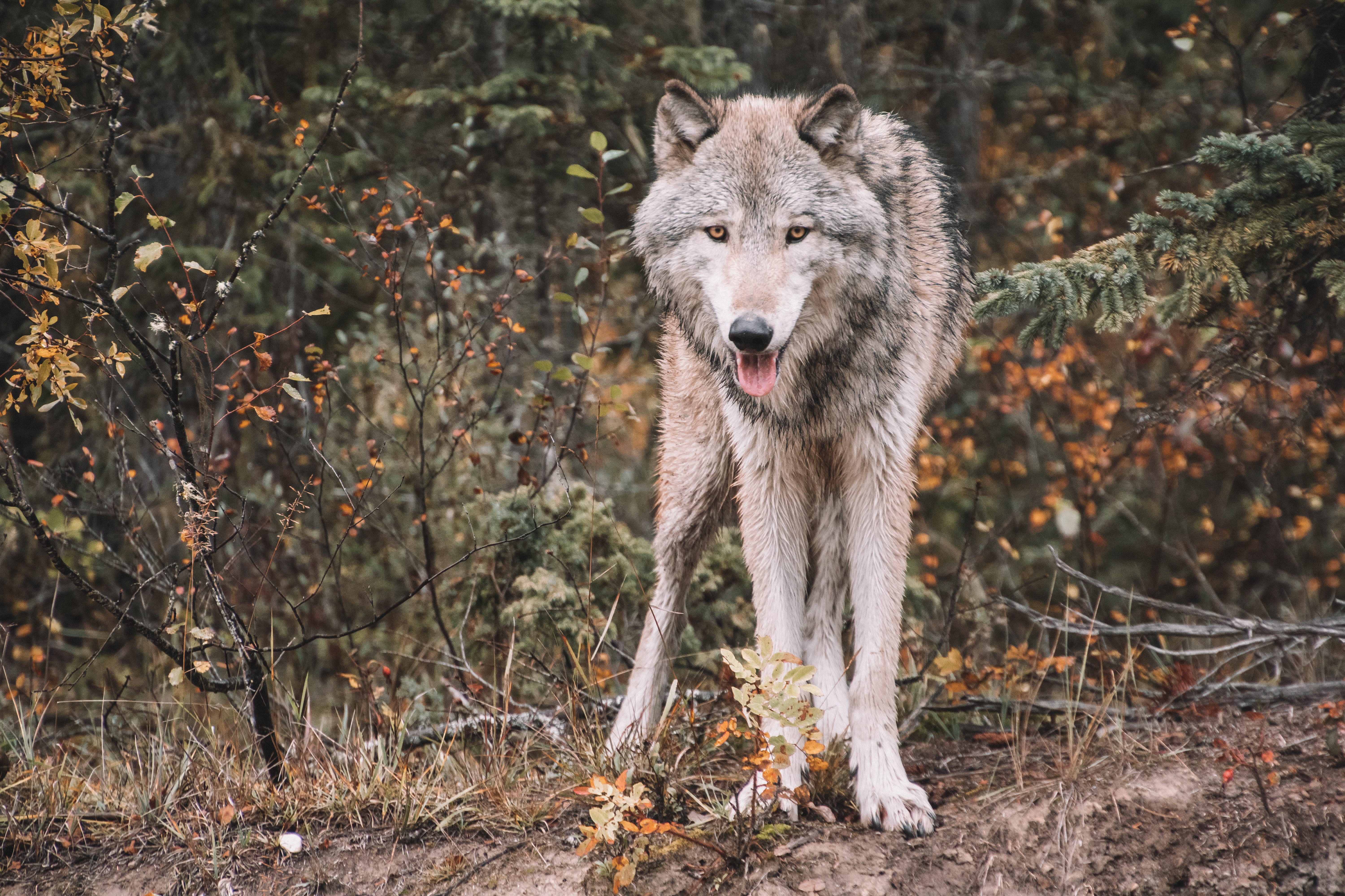 Download mobile wallpaper Protruding Tongue, Tongue Stuck Out, Predator, Animals, Wildlife, Wolf for free.