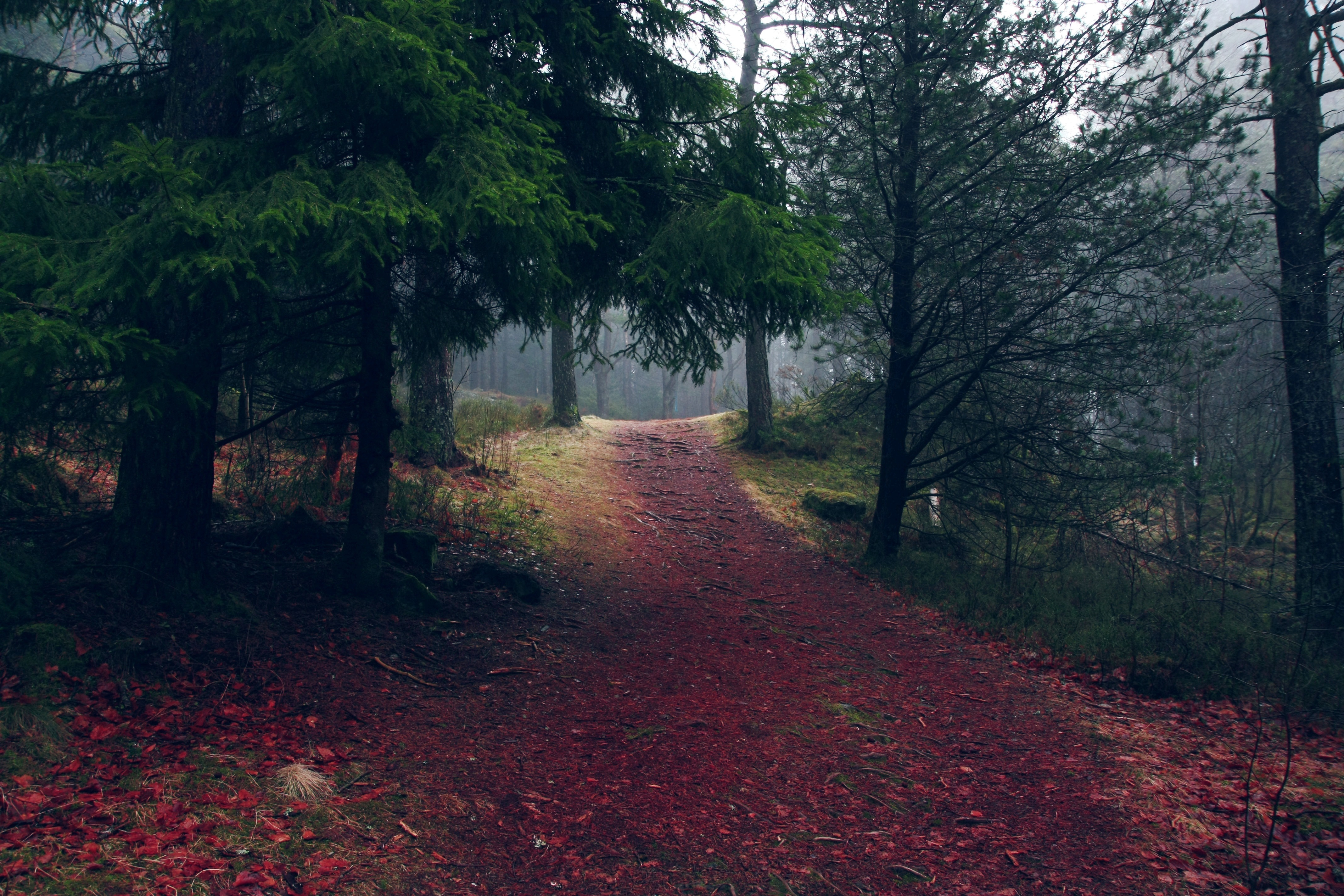 Téléchargez des papiers peints mobile Forêt, Terre/nature gratuitement.