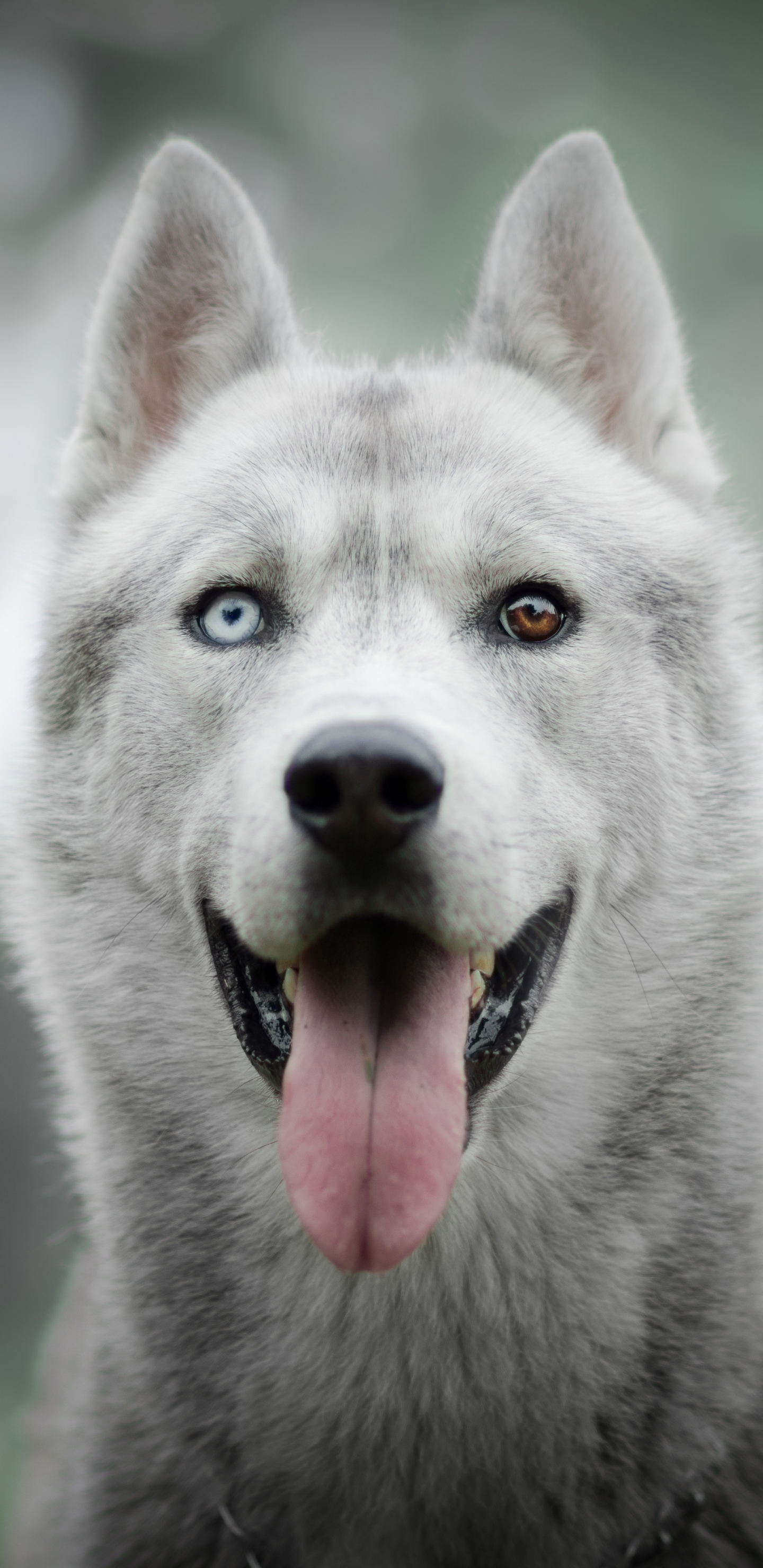 Download mobile wallpaper Dogs, Dog, Animal, Husky for free.