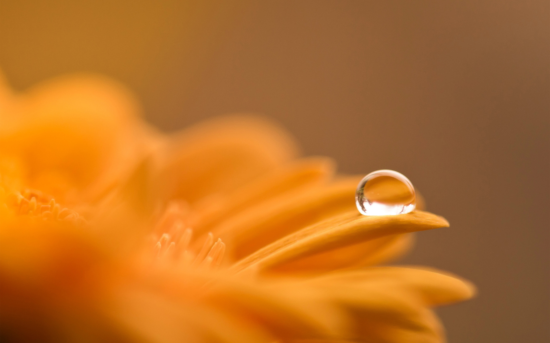 Download mobile wallpaper Water Drop, Flowers, Flower, Earth for free.