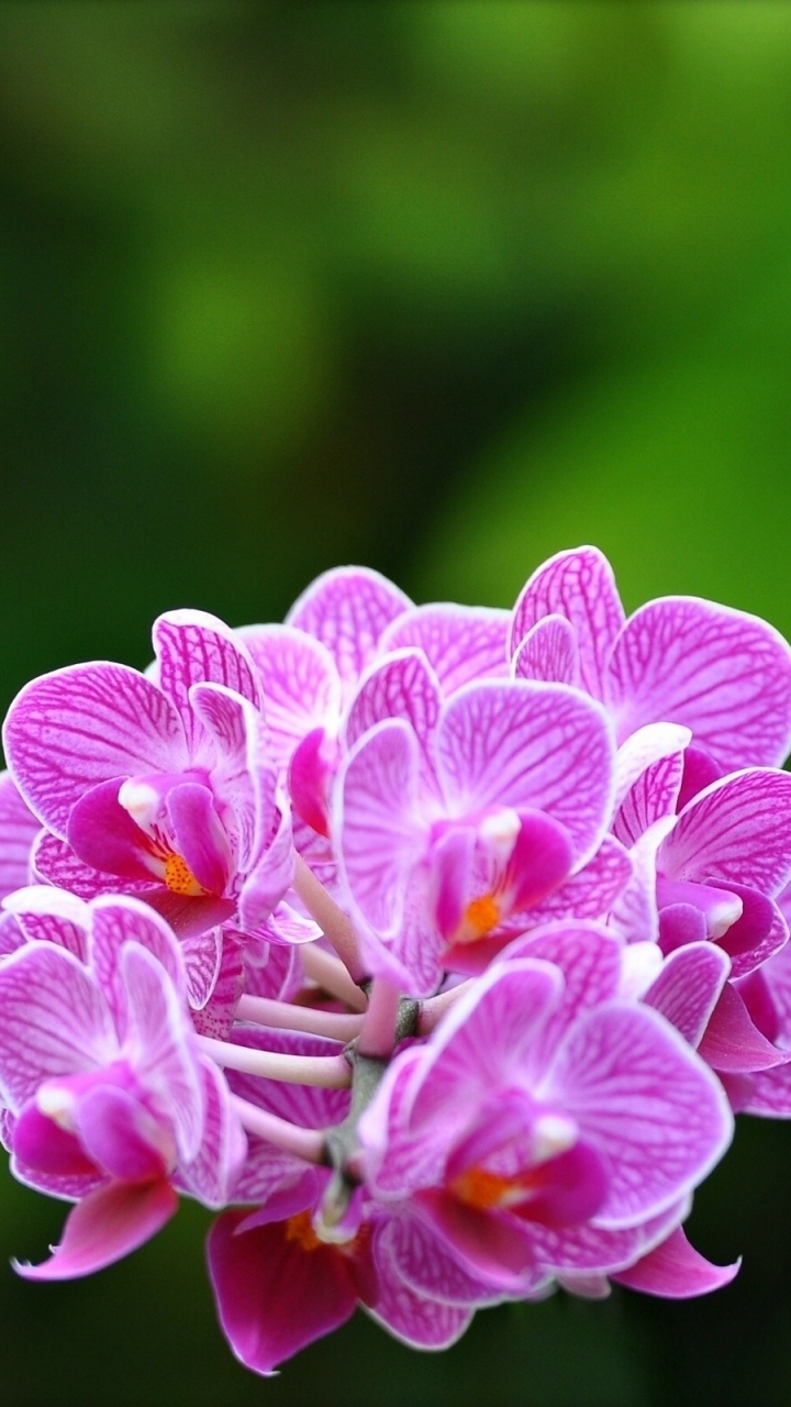 Handy-Wallpaper Blumen, Orchidee, Erde/natur kostenlos herunterladen.