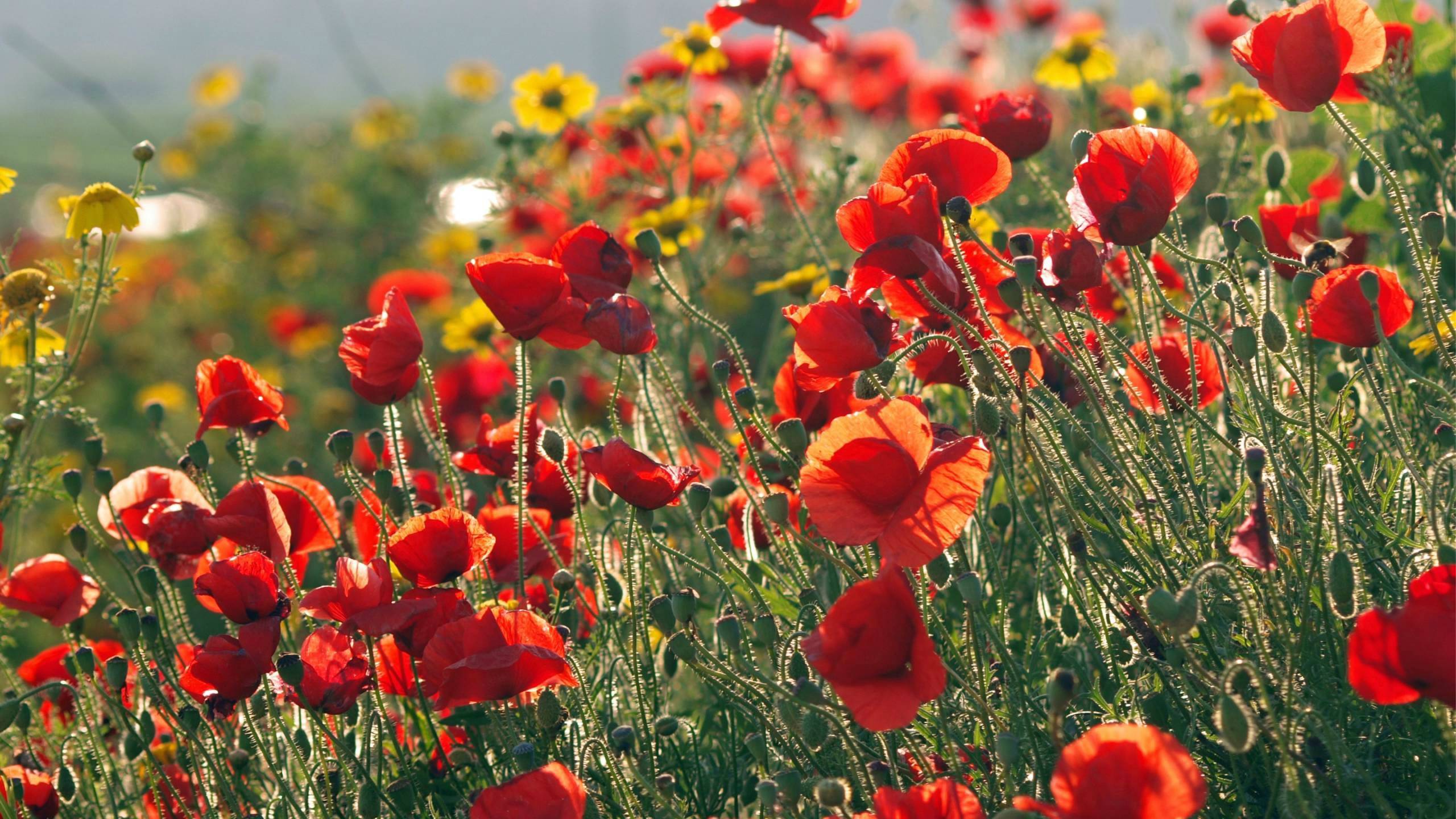 Free download wallpaper Earth, Poppy on your PC desktop