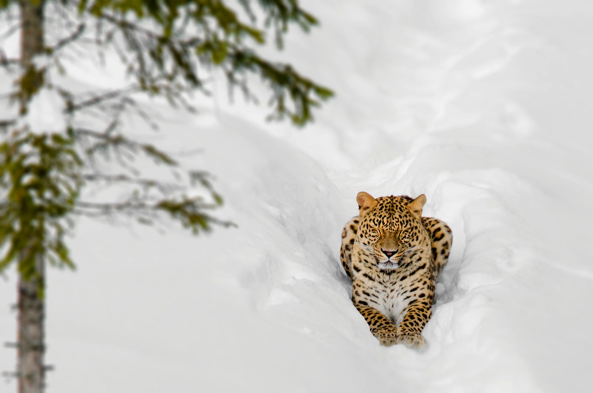 Download mobile wallpaper Cats, Snow, Leopard, Animal for free.