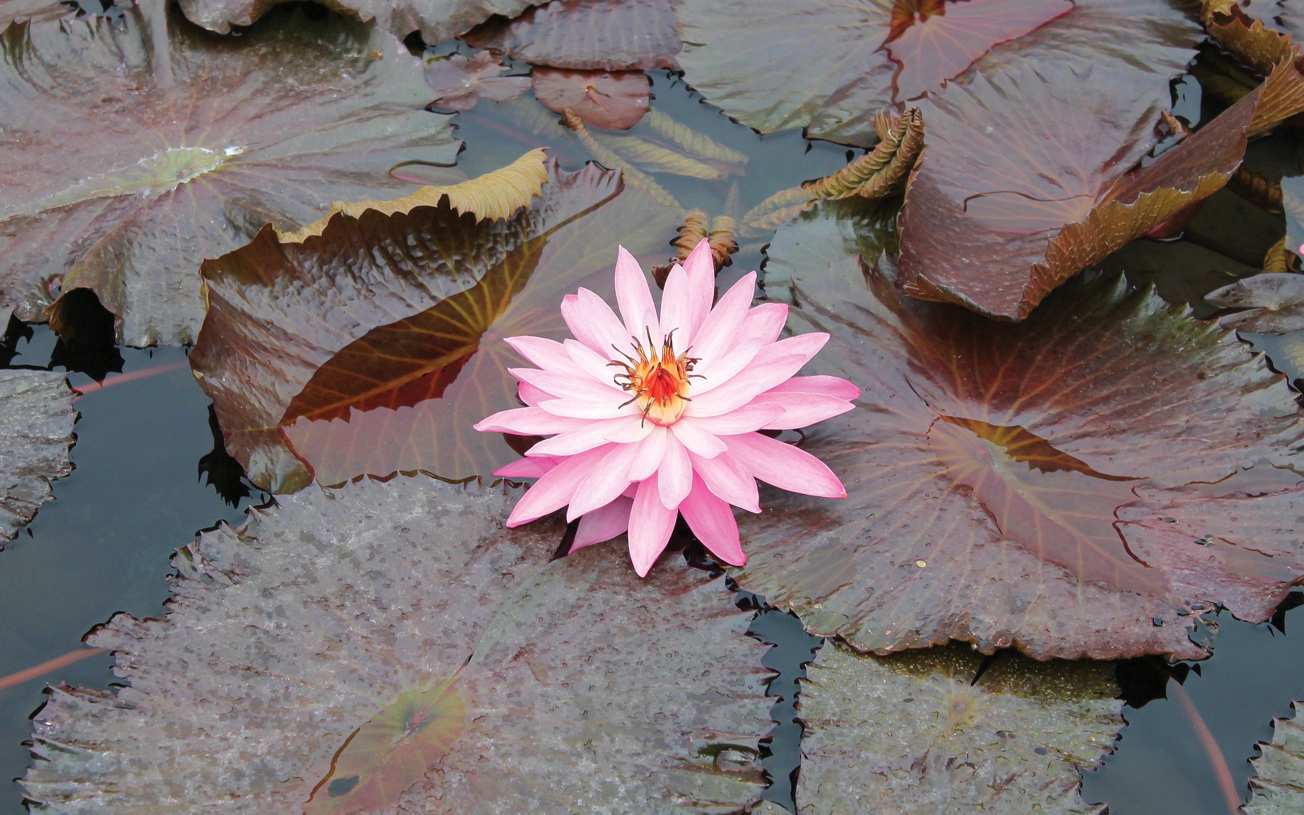 water lily, swamp, water, flowers, leaves, pink, beauty