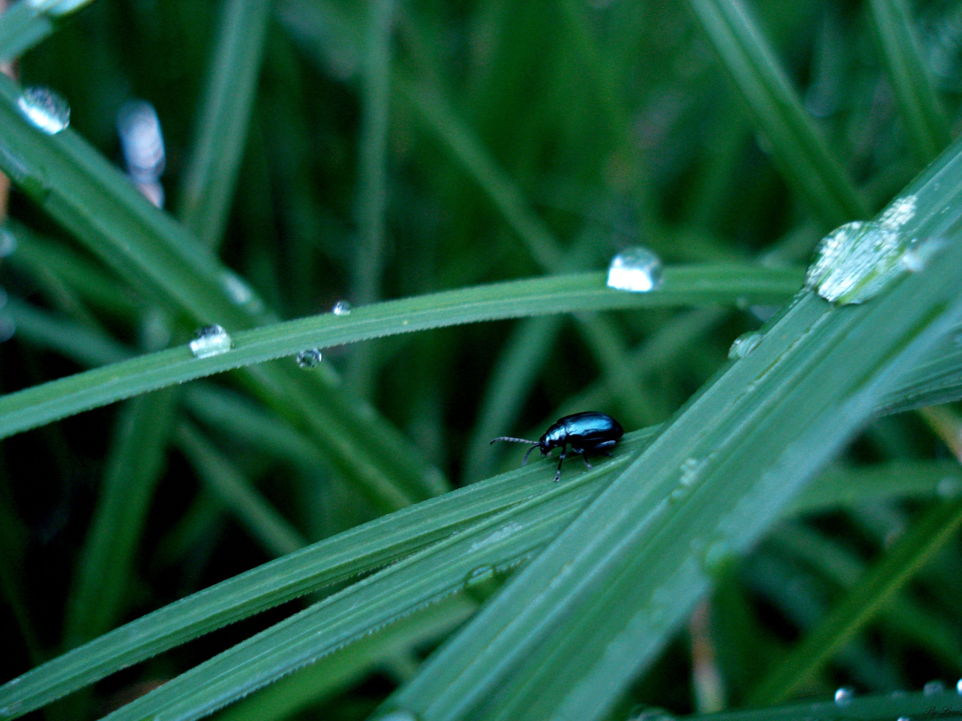 Download mobile wallpaper Bug, Beetle, Insect, Grass, Macro, Surface, Drops for free.