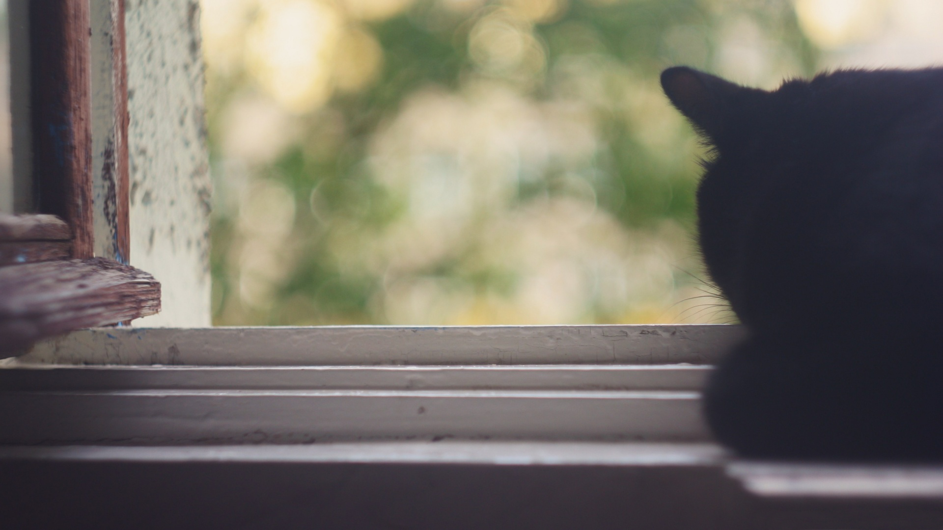 Baixe gratuitamente a imagem Animais, Gatos, Gato na área de trabalho do seu PC