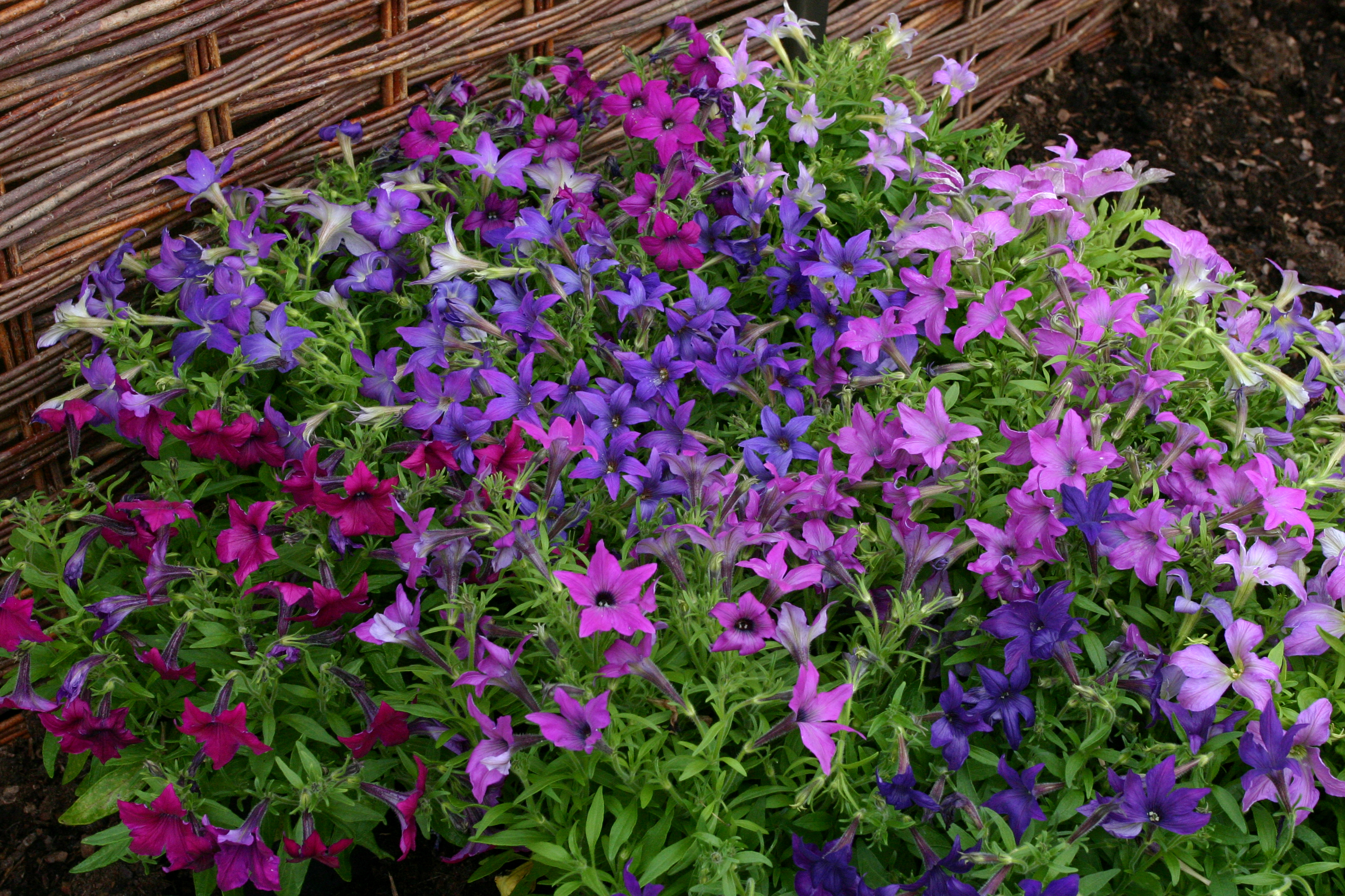 Download mobile wallpaper Flowers, Flower, Earth, Garden, Spring, Purple Flower for free.
