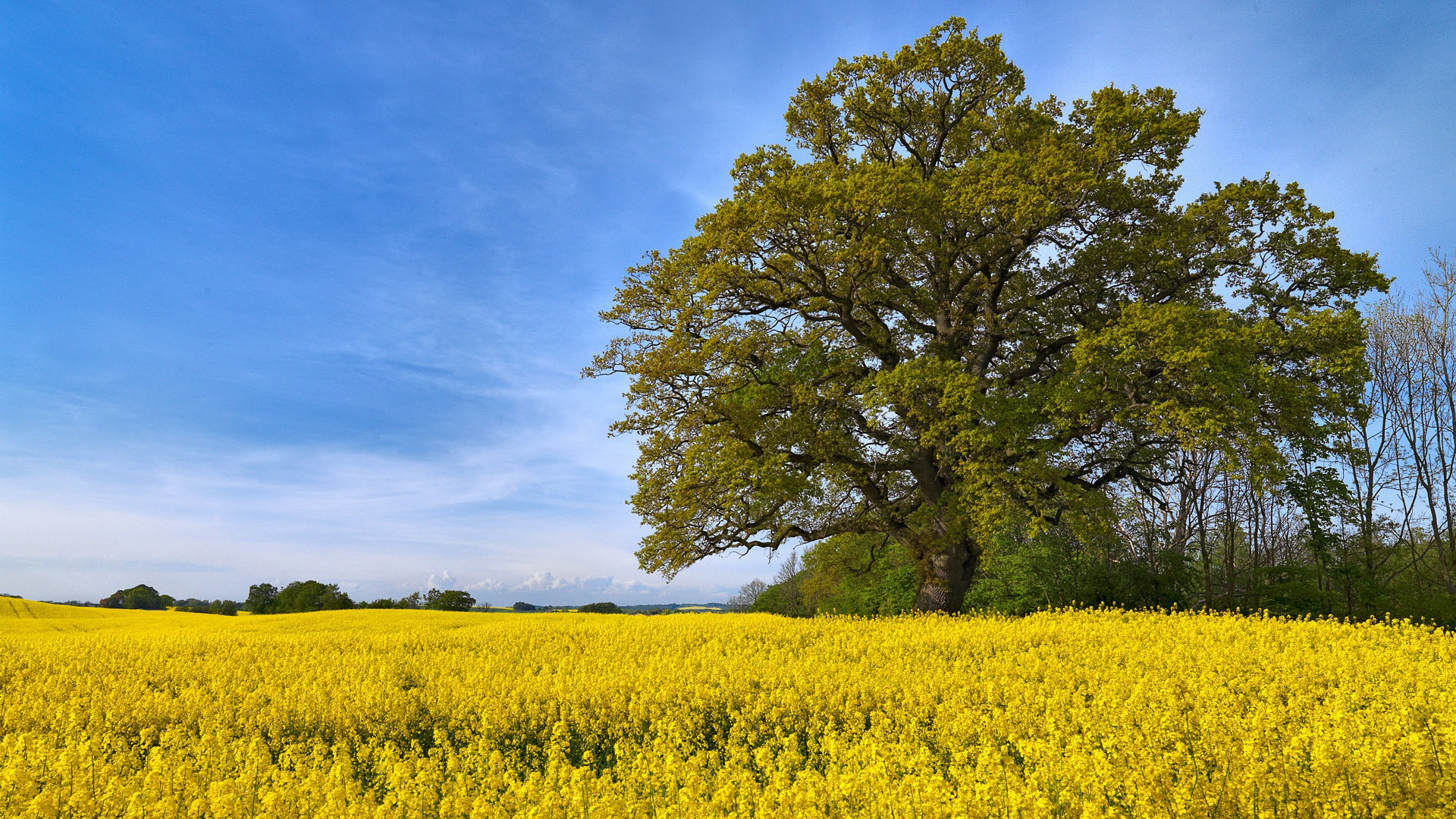 Téléchargez des papiers peints mobile Arbre, Terre/nature gratuitement.