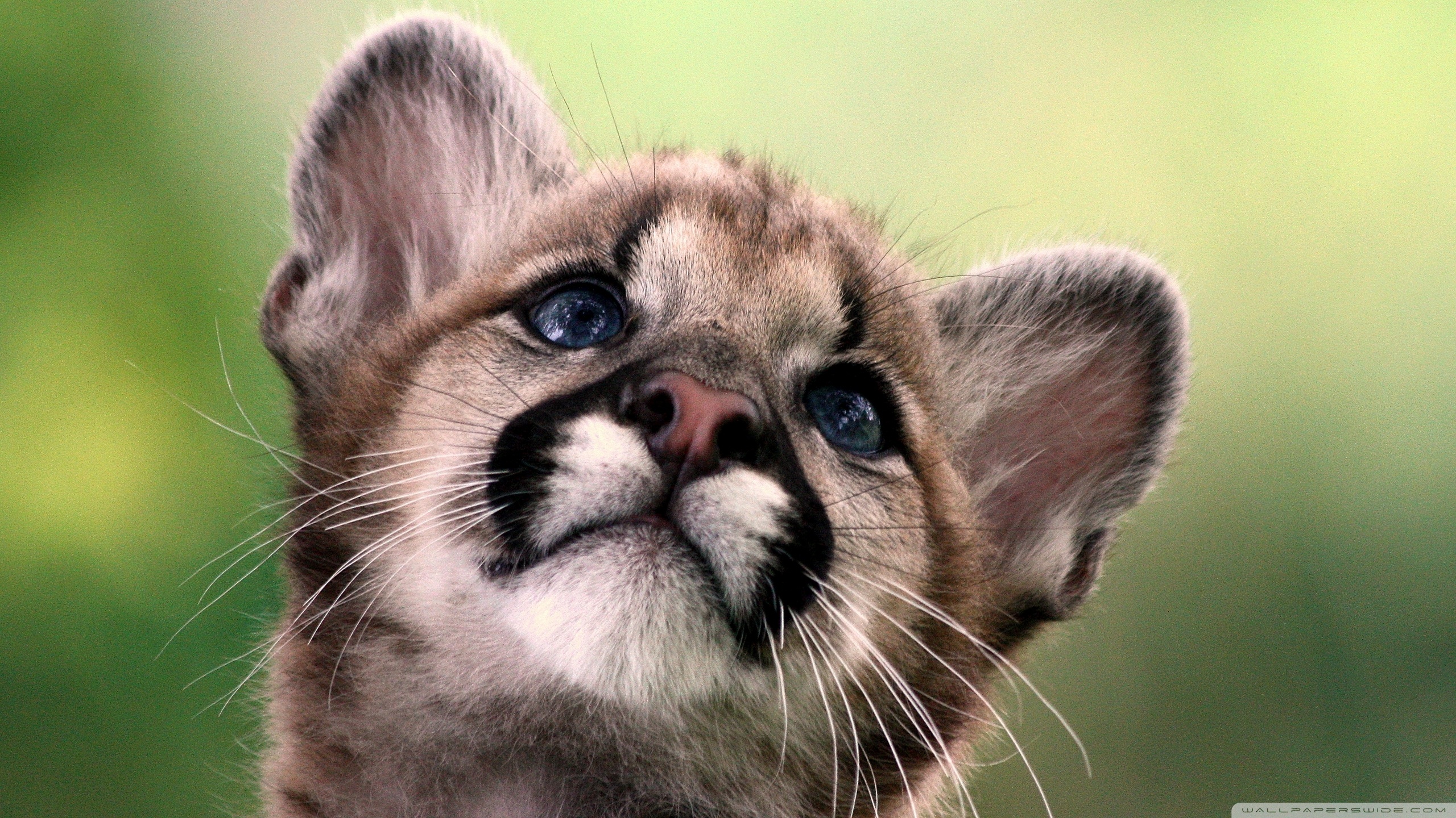 Baixar papel de parede para celular de Animais, Gatos, Puma gratuito.