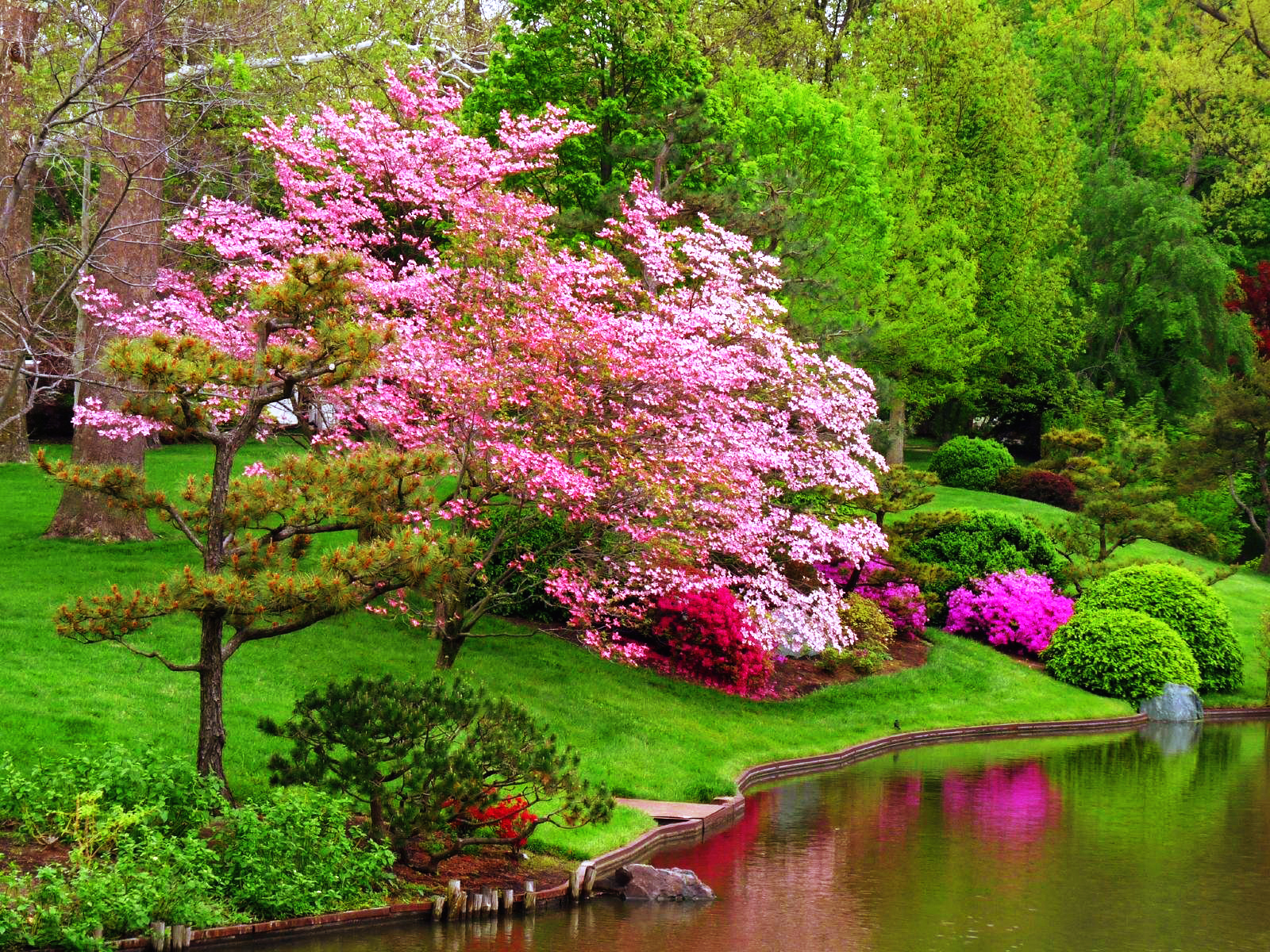 Download mobile wallpaper Flower, Park, Tree, Earth, Pond, Spring, Photography for free.