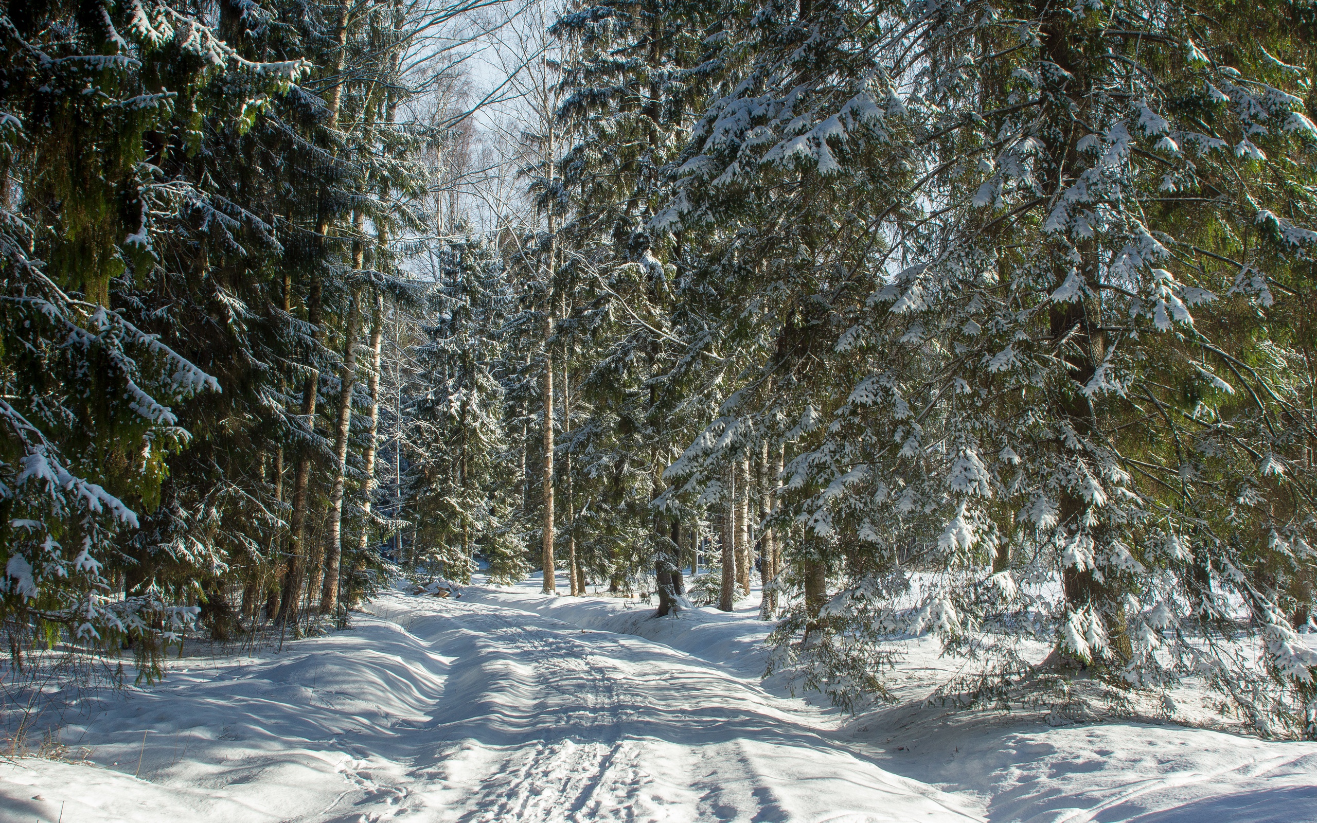 Handy-Wallpaper Winter, Schnee, Wald, Erde/natur kostenlos herunterladen.