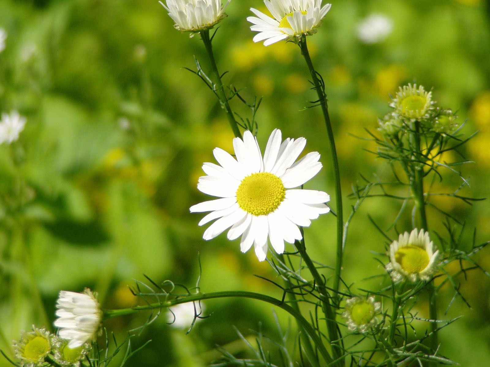 Free download wallpaper Grass, Macro, Chamomile, Leaves, Petals, Camomile on your PC desktop