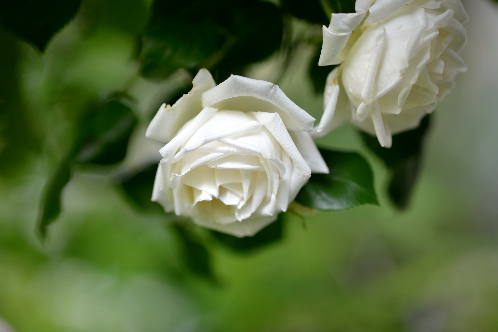 Descarga gratuita de fondo de pantalla para móvil de Flores, Rosa, Tierra/naturaleza.