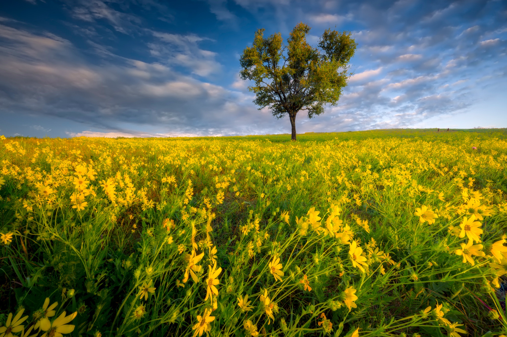 Laden Sie das Bäume, Sommer, Blume, Baum, Feld, Wiese, Gelbe Blume, Himmel, Erde/natur-Bild kostenlos auf Ihren PC-Desktop herunter