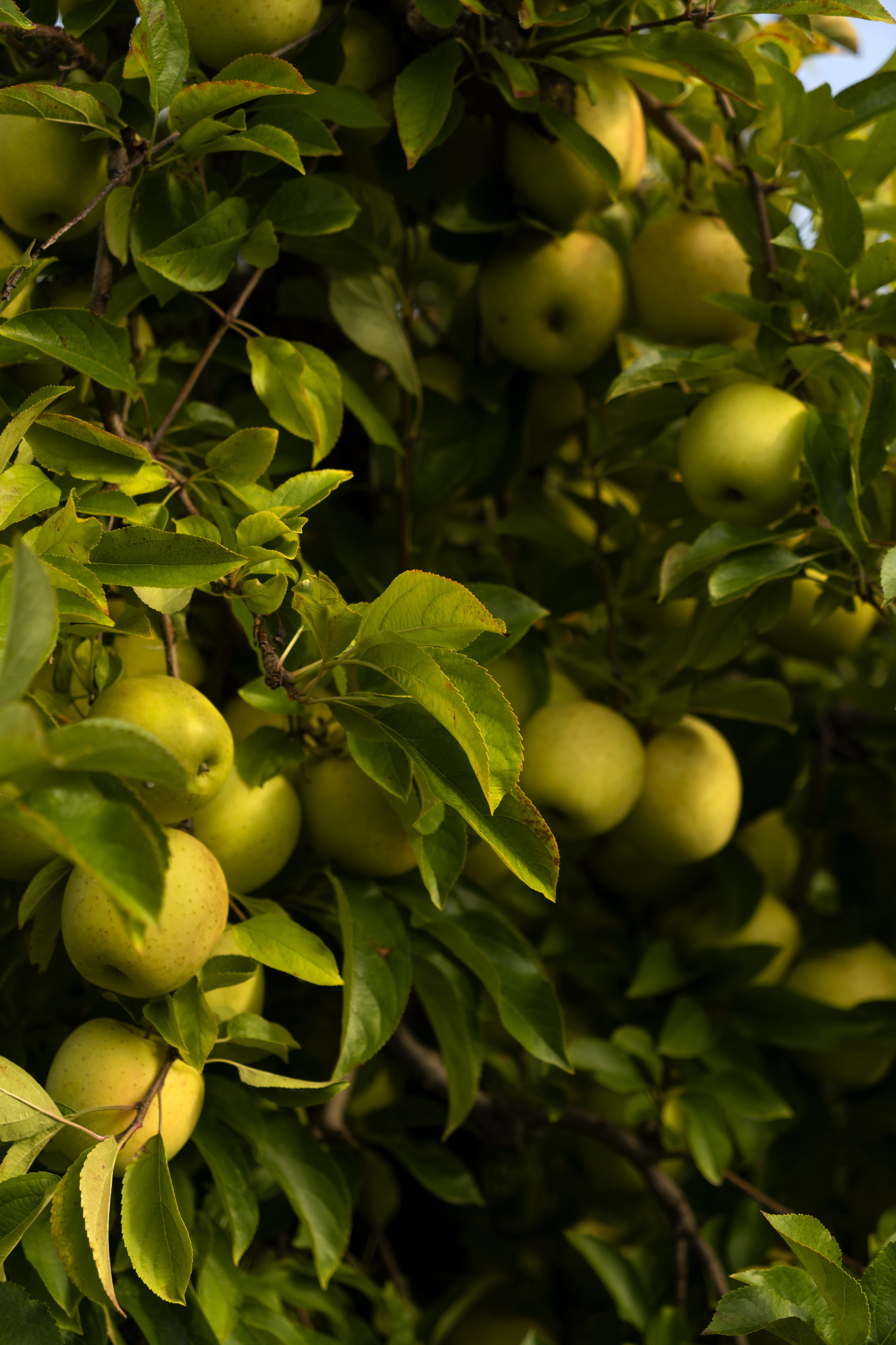54359 завантажити шпалери яблука, природа, фрукти, листя, зелений, гілки, відділень - заставки і картинки безкоштовно