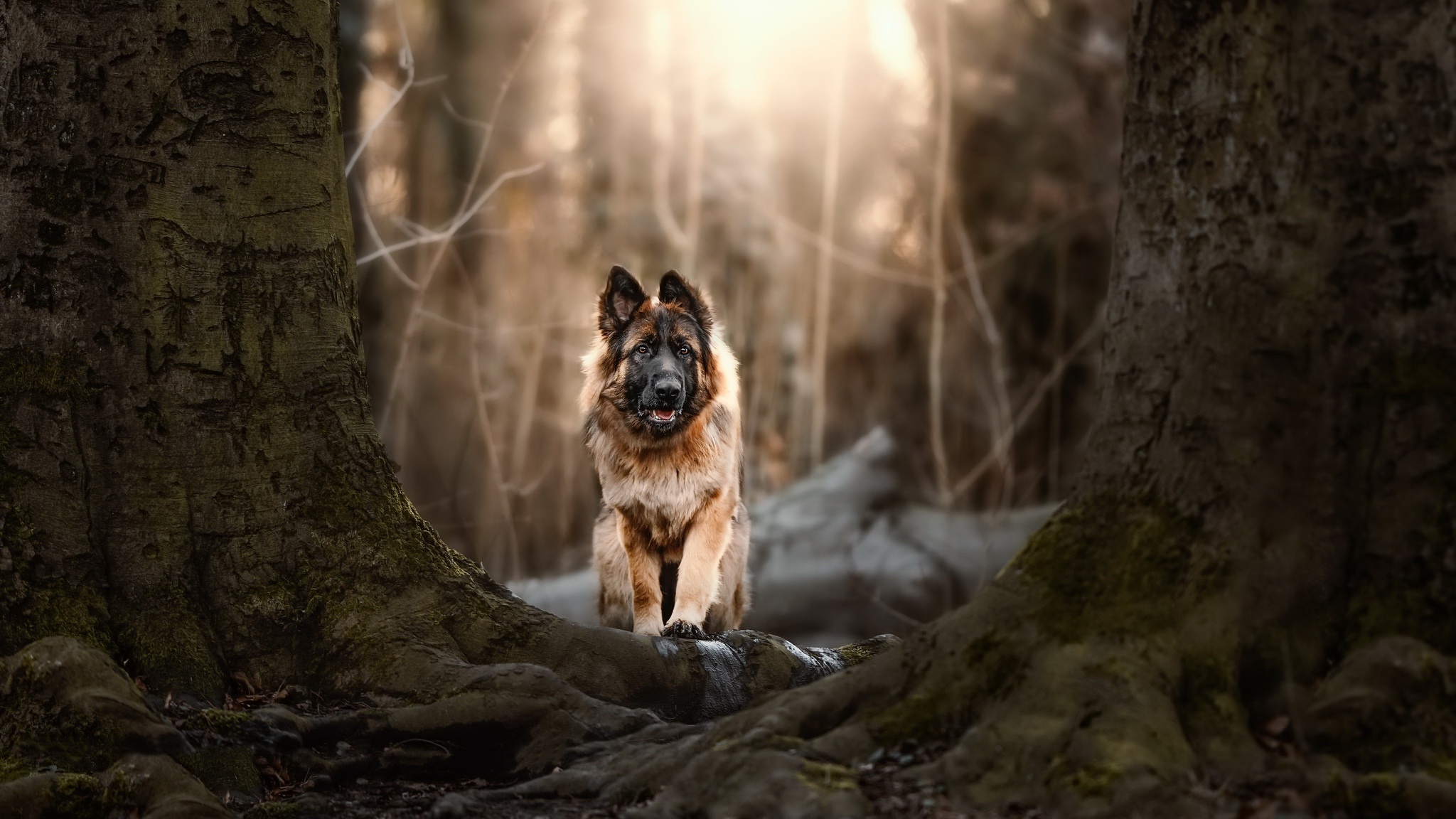 Download mobile wallpaper German Shepherd, Dogs, Animal for free.