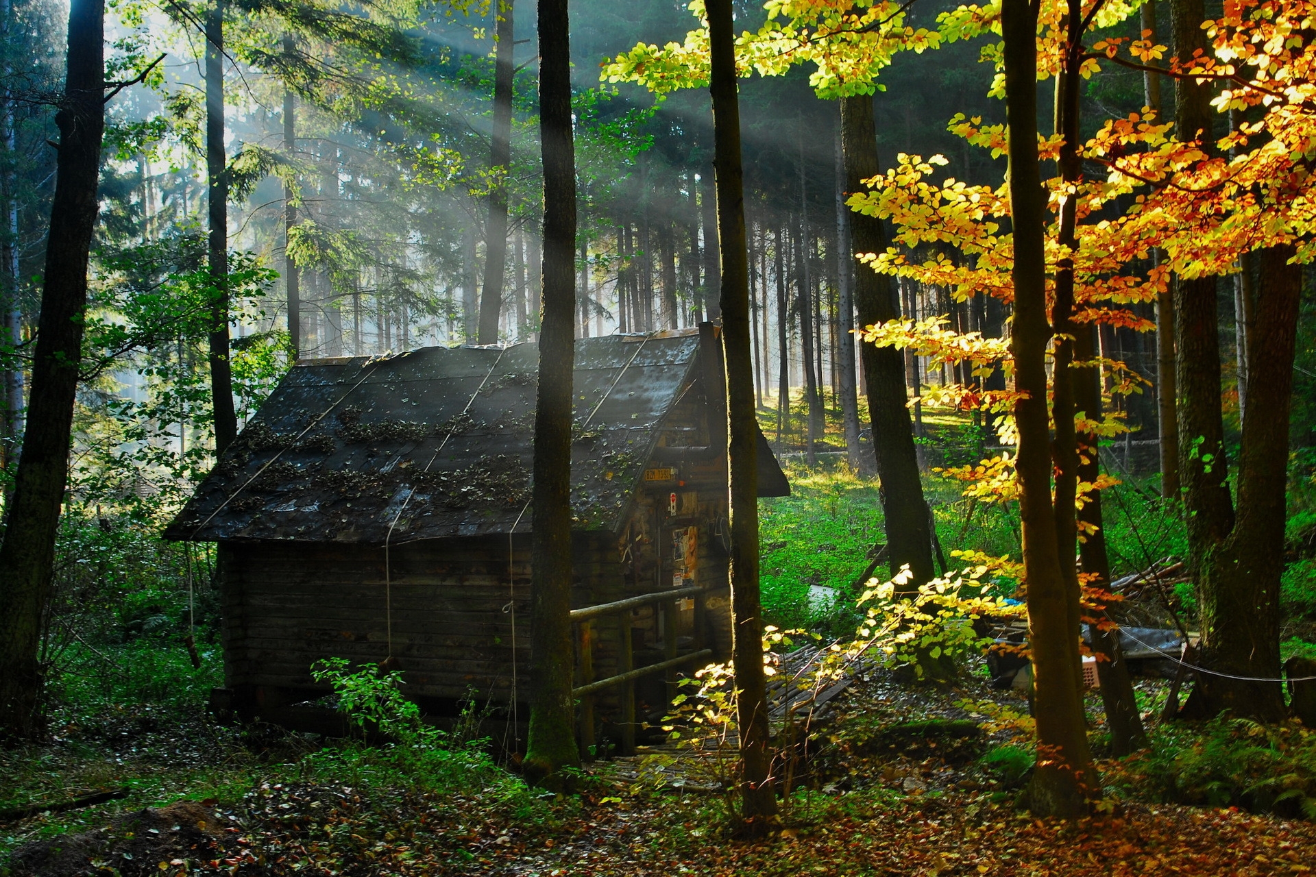 lodge, small house, nature, autumn, leaves, lumen, forest, morning, opening
