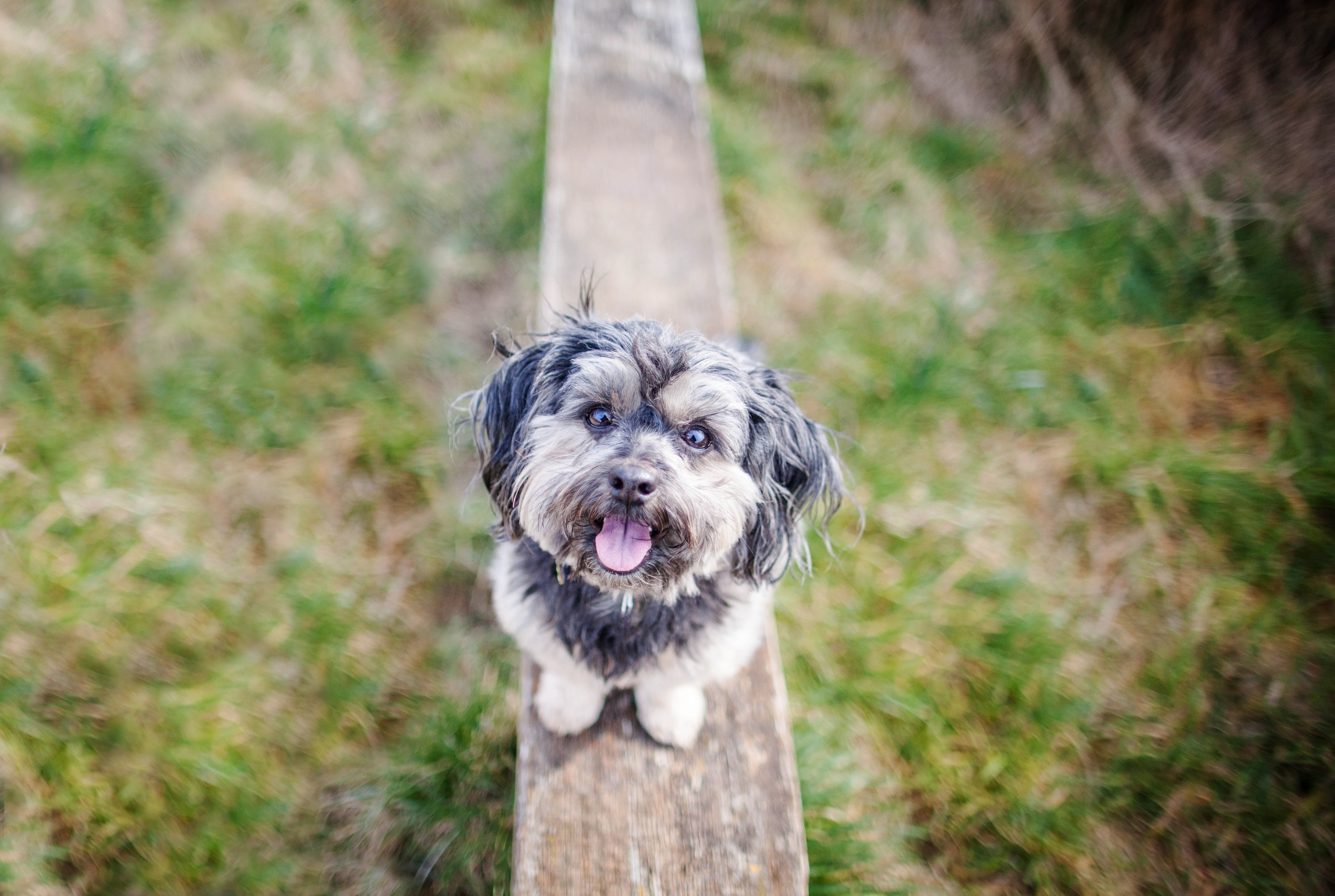 Descarga gratuita de fondo de pantalla para móvil de Animales, Perros, Perro.