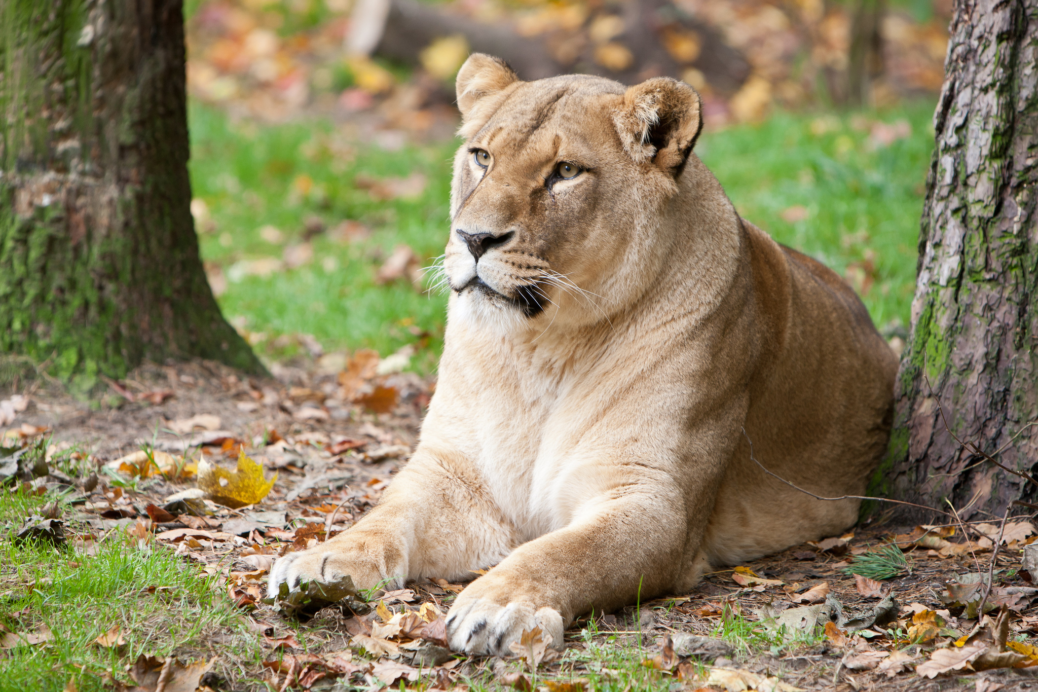 Téléchargez des papiers peints mobile Animaux, Chats, Lion gratuitement.