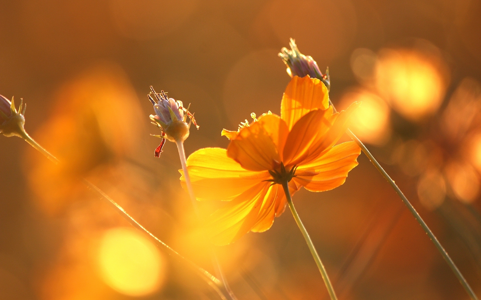 Descarga gratis la imagen Flor, Tierra/naturaleza en el escritorio de tu PC